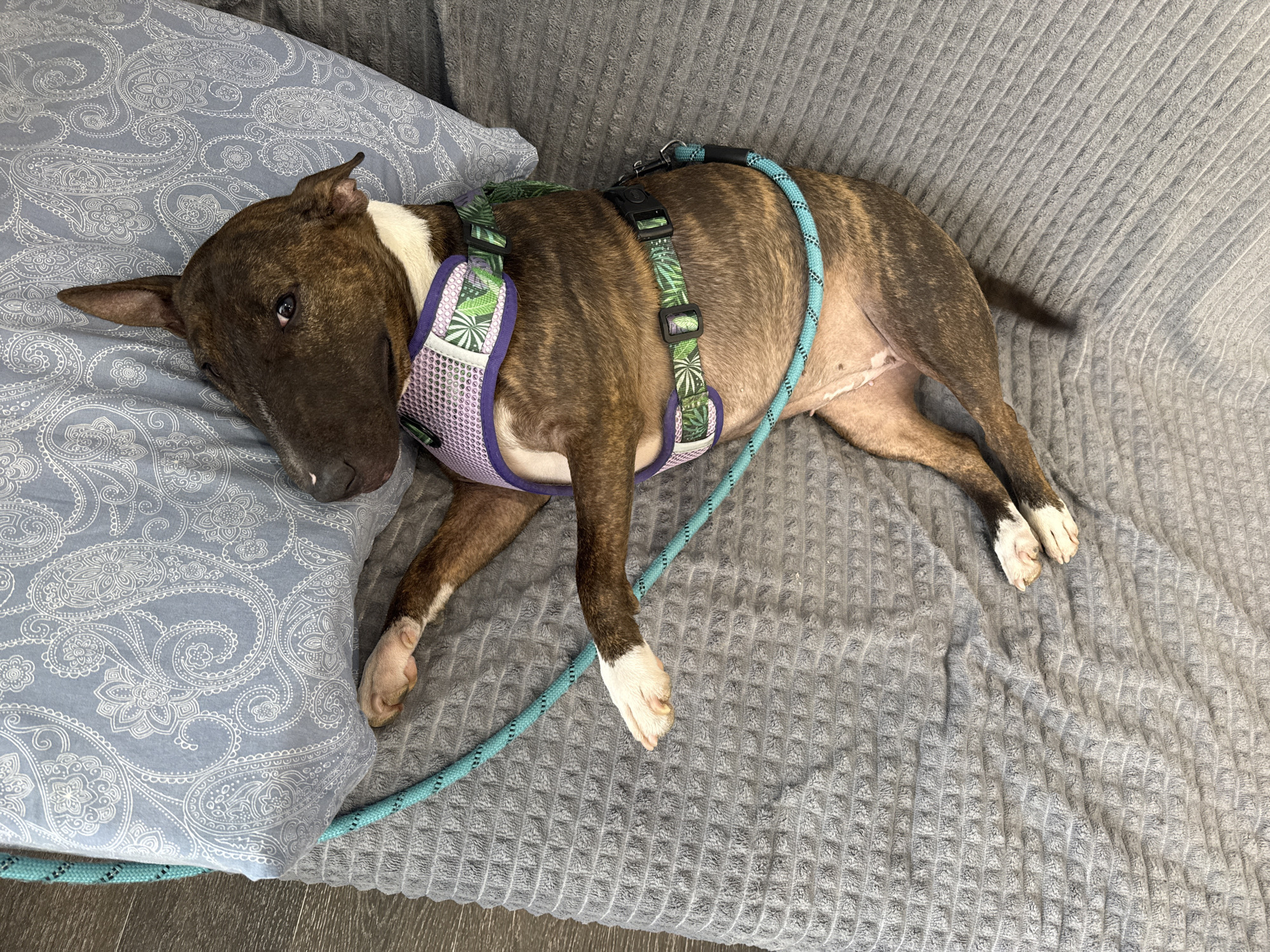 A brown and white bull terrier is lying on a gray textured sofa with a patterned blue pillow. The dog is wearing a light purple and green harness with a light blue leash attached. The dog's head is resting on the pillow, and its eyes are open, but it appears relaxed. Its front paws are stretched out, and its back paws are crossed. The sofa appears to be inside a home.