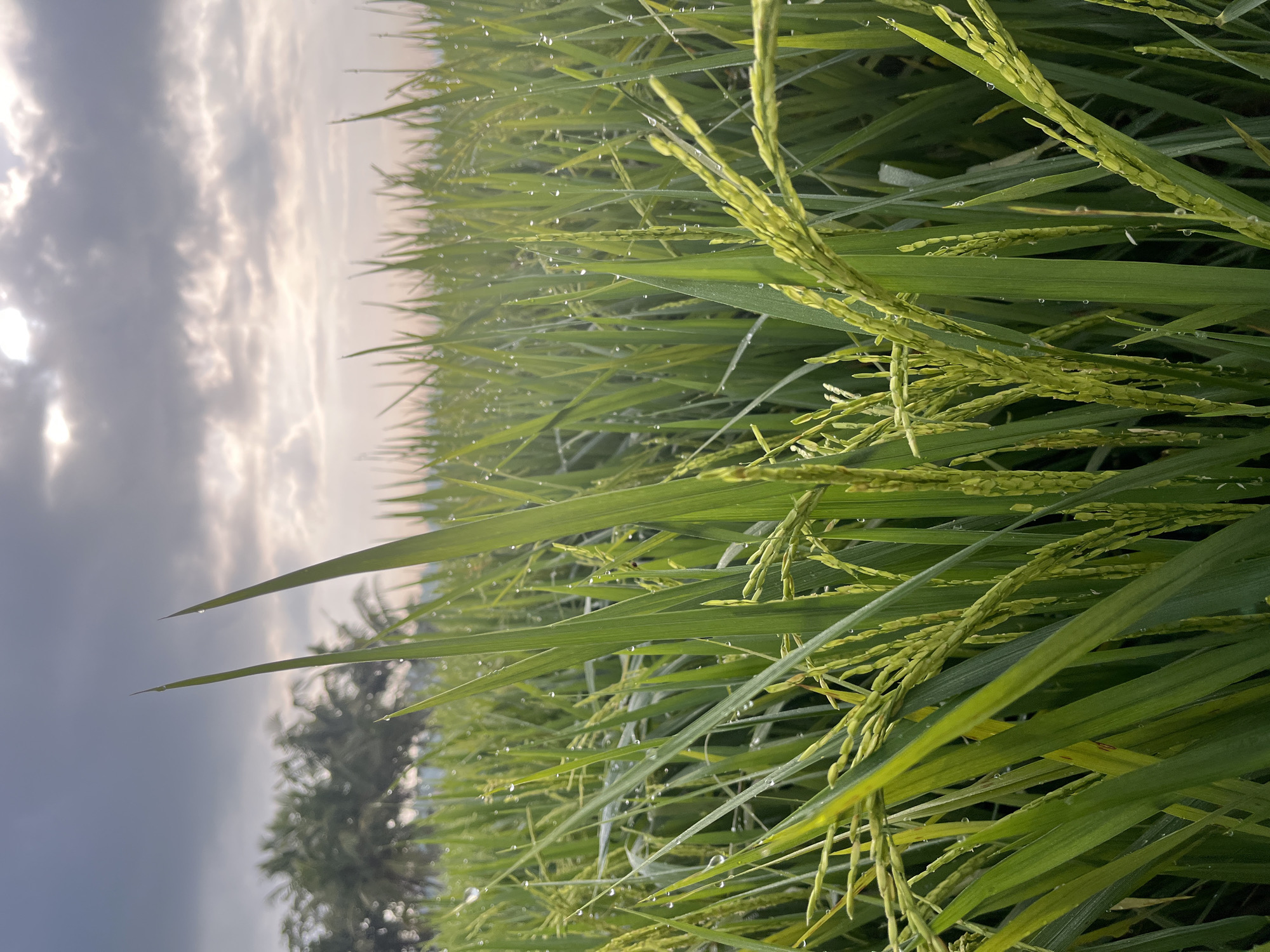 An eye-level, close-up shot captures a lush green rice paddy field under a cloudy sky. The foreground is dominated by the vibrant green stalks of rice, some bearing developing grain heads, with individual water droplets clinging to the leaves. In the background, a line of palm trees is visible against the soft light of the sky, hinting at the tropical climate of Tambakreja, Indonesia. The overall impression is one of natural beauty and agricultural abundance in the early morning light.
