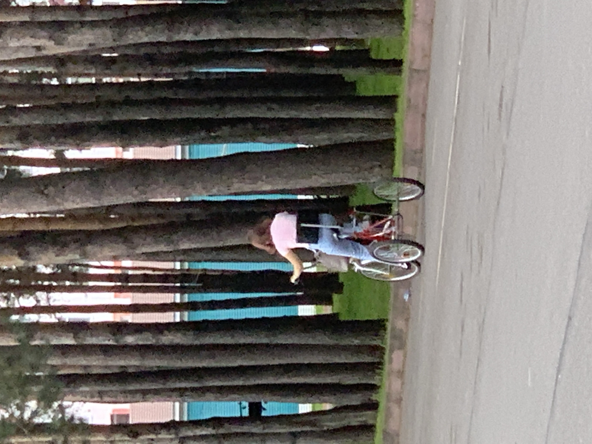 A person is riding a three-wheeled bicycle on a paved road that runs alongside a grassy area bordered by a curb. Behind the grassy area is a dense line of tall, slender pine trees. In the distance, between the trees, a teal-colored building with a red-tiled roof is visible. The person on the bicycle is wearing a pink t-shirt and blue jeans, and has dark hair. They are pedaling the bicycle forward. The scene appears to be set in an urban or suburban environment with natural elements.