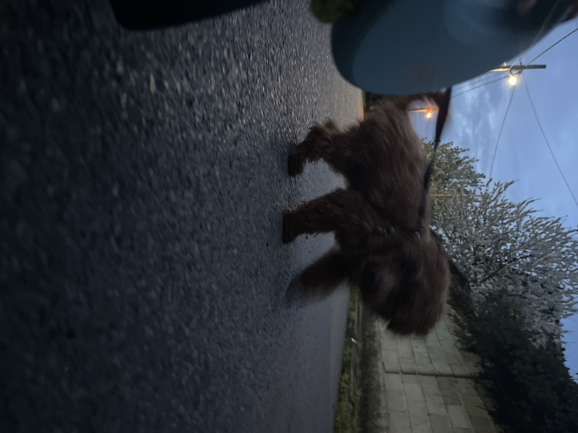 This low-angle image, taken during twilight in Sofia, Bulgaria, features a dark brown, fluffy dog walking on an asphalt road. The dog is seen from behind, moving from left to right, with its body slightly blurred from motion. It appears to be wearing a harness, suggesting it is on a leash with a human companion, who is likely holding the camera close to the ground.
The asphalt road surface is dark and appears damp or reflective. To the right of the road, a stone wall is visible, topped with dark green bushes and a prominent tree covered in white blossoms, indicative of springtime. The sky above is a soft blue with visible cloud formations, confirming the evening or early morning setting. Two illuminated street lights with warm yellow glows are visible against the fading sky, attached to utility poles with visible power lines. The scene depicts a quiet walk with a dog in a residential or semi-urban environment. There is no visible text in the image.