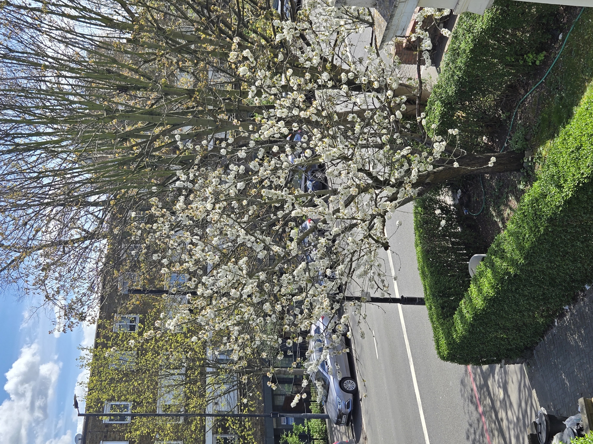 This is a high-angle, daytime photograph of a street in London, United Kingdom. The focus is on a tree in full bloom with white blossoms, positioned between a tall, green hedge and a row of terraced houses across the street. The tree partially obscures several parked cars and a street lamp. The building across the street is brick and partly covered in green foliage. The sky visible in the upper left corner is blue with scattered white clouds. The street is paved and has a white line marking traffic lanes. The image appears to be taken from an elevated position, possibly a balcony or upper-story window. The scene is generally still and quiet, with no visible people or dynamic action. The lighting suggests a bright, sunny day.