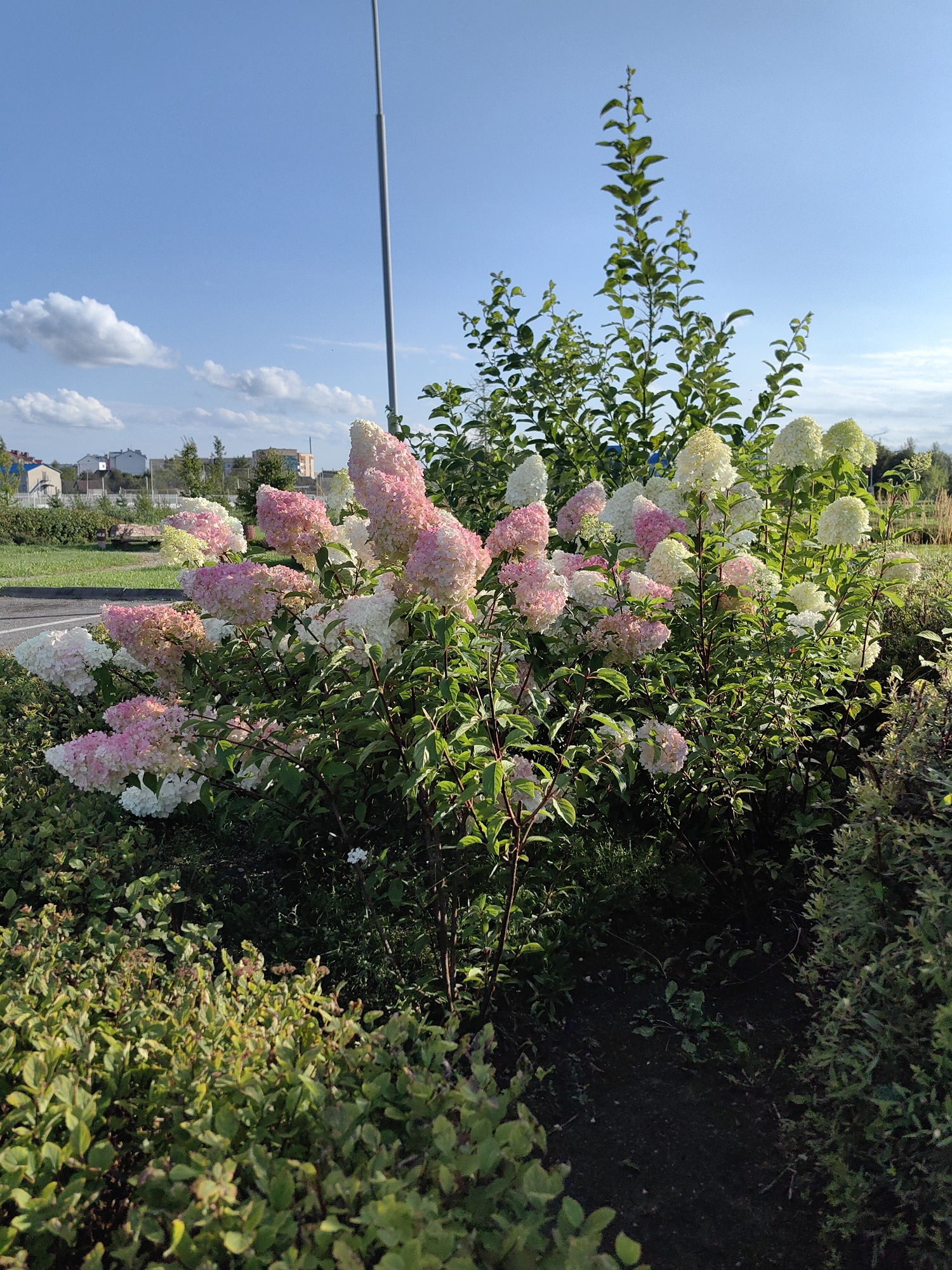 The image depicts a lush bush with clusters of pink and white flowers, likely hydrangeas, in a garden setting. The bush is centrally located and appears healthy, with green leaves and dark stems. In the background, a light blue sky with scattered white clouds can be seen, along with a tall grey pole, possibly a lamppost or utility pole. Further in the distance, buildings and trees are visible, suggesting an urban or suburban environment. The ground in front of the bush is covered with dark soil and some smaller green plants. The scene is illuminated by natural sunlight, casting soft shadows and highlighting the vibrant colors of the flowers. The overall impression is one of a well-maintained outdoor space.