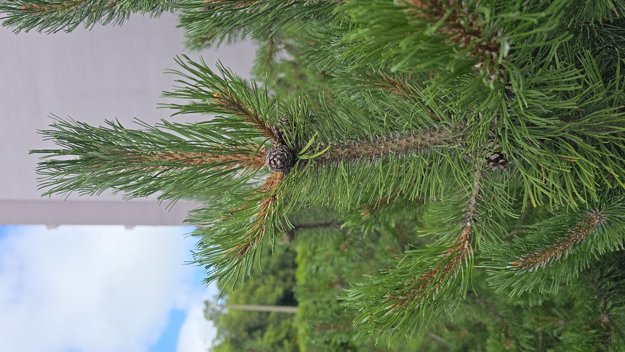 A close-up, vertical shot captures the evergreen needles and a small, dark brown pine cone of a pine tree. The pine tree is in focus, with its branches and needles filling the foreground. In the background, a light-colored building, possibly an apartment block, is visible, partially obscured by the foliage. The sky above is a pale blue with scattered white clouds. The scene is set in an outdoor environment, suggesting a park or residential area within the city of Tallinn, Estonia.