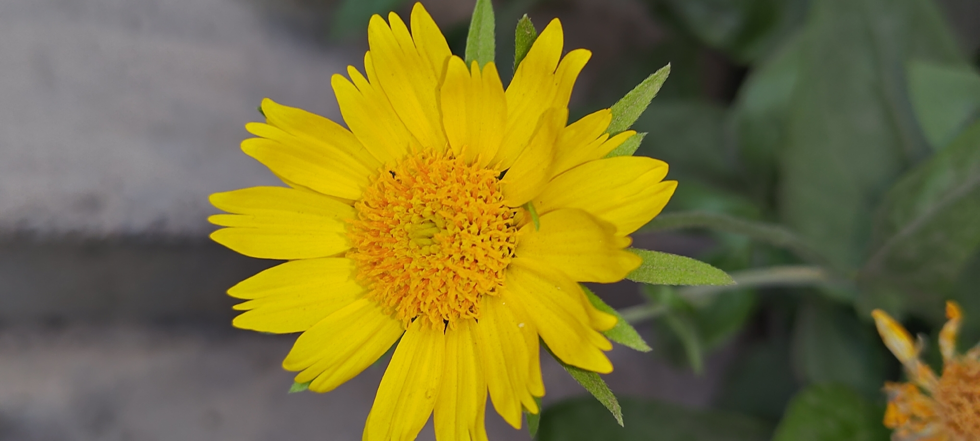 The image is a close-up, vertical, full-body shot of a bright yellow flower, possibly a daisy or sunflower variety, with a textured orange center. The flower's petals are pointed and radiate outwards. Several small green leaves are visible beneath the flower. The background is softly blurred, with a muted grey, textured surface at the top and darker green foliage at the bottom. There is no indication of the city of Khujand, Tajikistan, or any urban environment within the image.