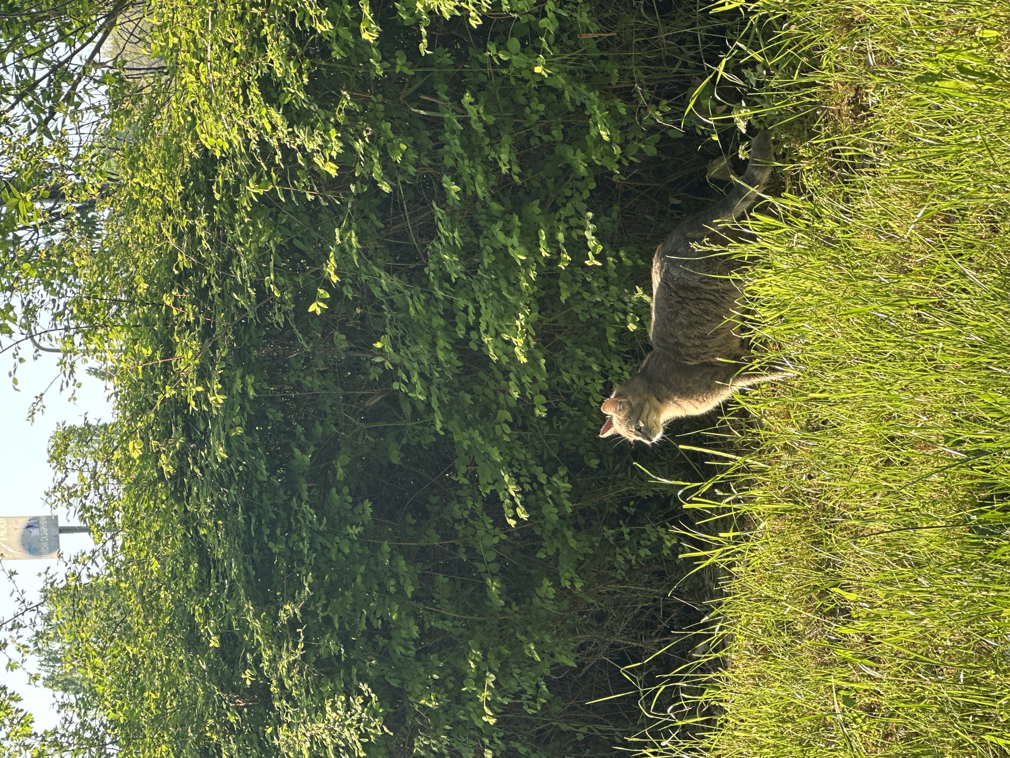 The image depicts a grey tabby cat walking in green grass beside a dense green bush. The location is Beloslav, Bulgaria. A signpost is visible in the background.