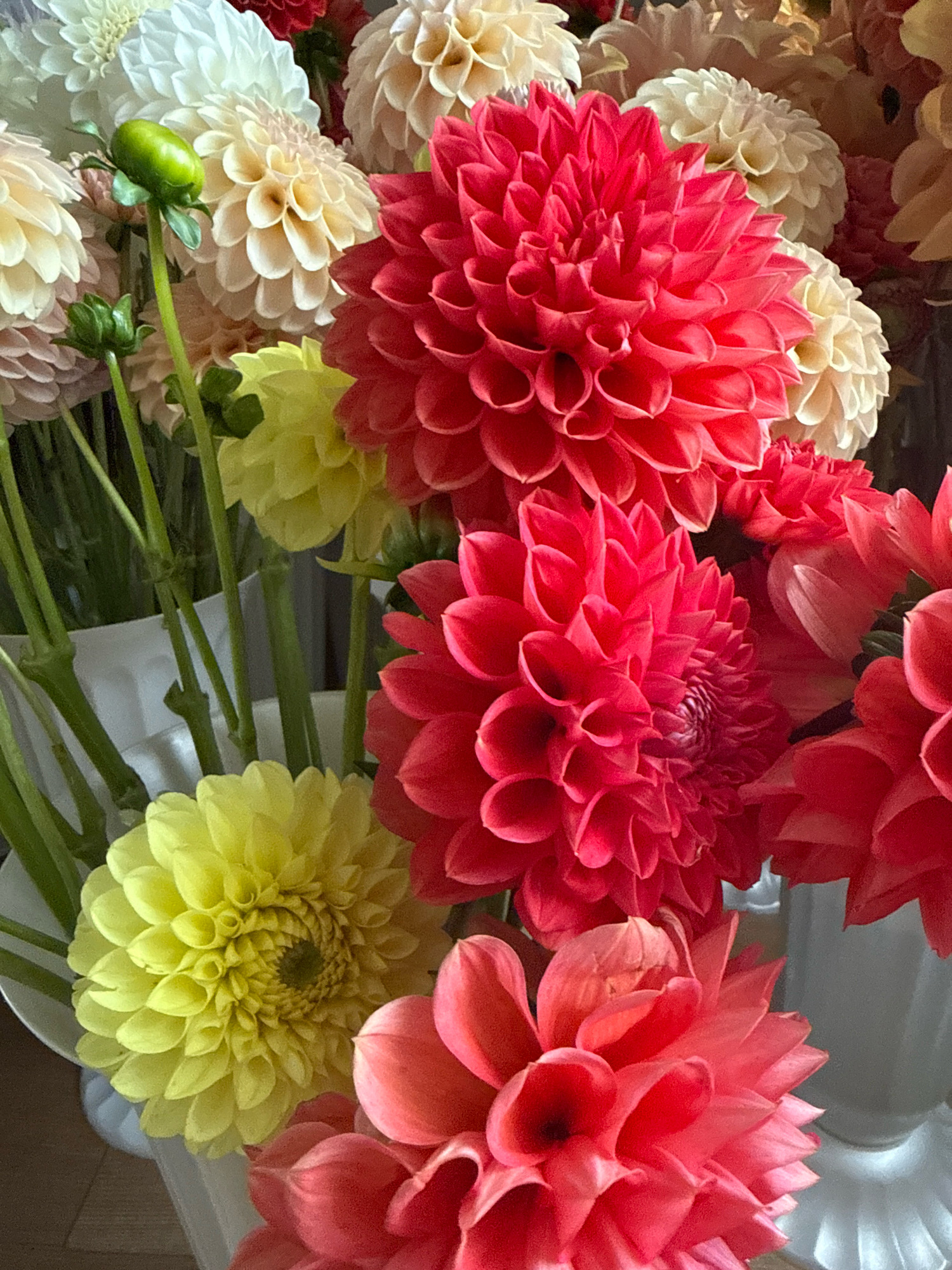 A close-up, eye-level shot features a bouquet of vibrant dahlias, predominantly in shades of pink, red, and yellow. The flowers are densely packed, with their intricate petal formations clearly visible. In the foreground, a bright yellow dahlia is prominently displayed. Behind it, several large, deep pink dahlias dominate the scene, their petals fanning out. Towards the back and left of the frame, lighter colored dahlias, ranging from cream to pale pink, add depth. Two green dahlia buds are also visible, one with a prominent stem. The bouquet appears to be arranged in white vases, parts of which are visible at the bottom and right of the image. The background is a dark, out-of-focus blur, suggesting the flowers are indoors. There are no people present in the image. The image quality is high, with sharp focus on the floral subjects. The setting is not identifiable as being in the city of Pushkino, Russia, or any specific urban location.