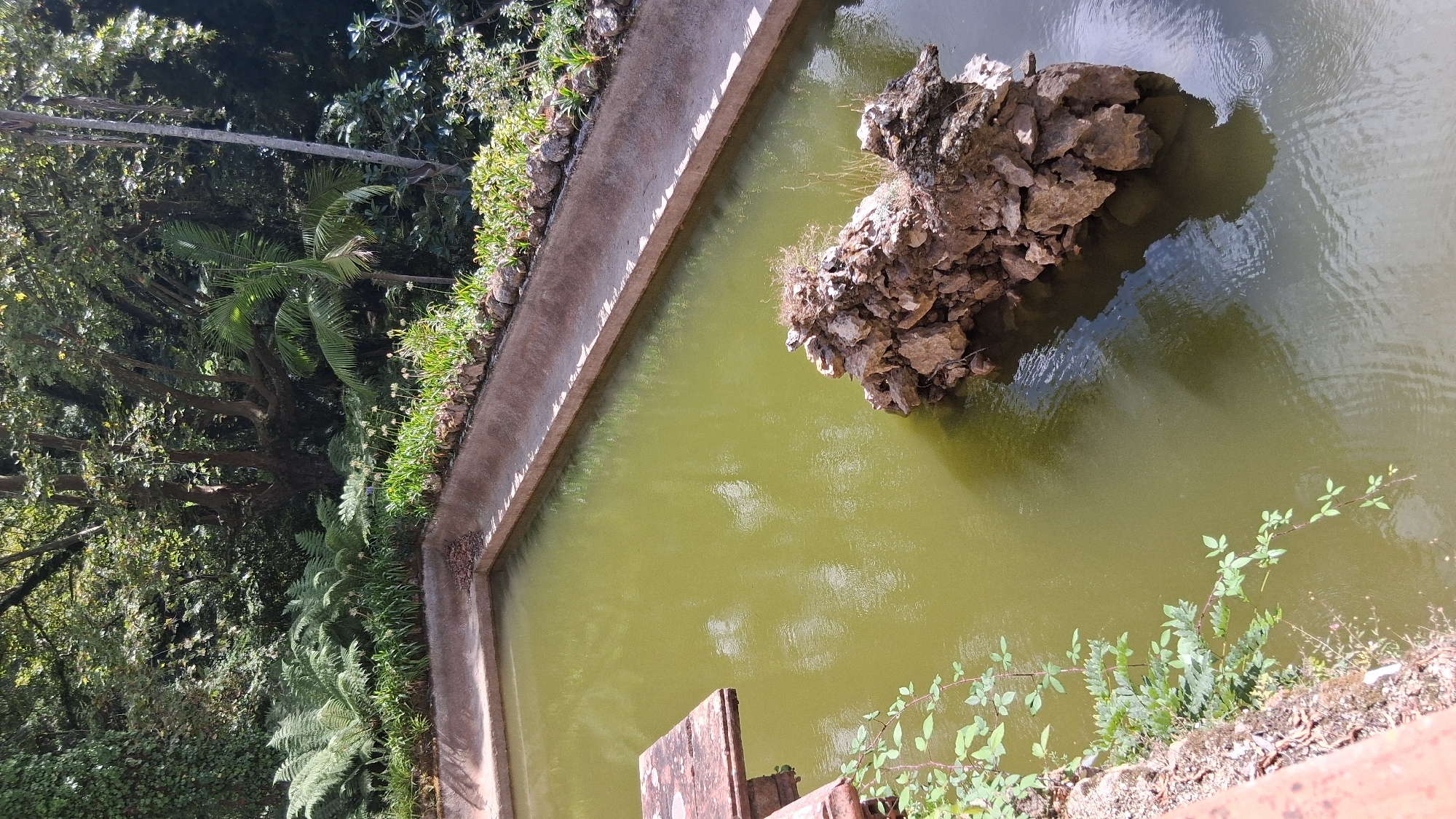 The image shows a rectangular pond in a lush, green garden environment. The pond has concrete sides and contains murky green water. In the center of the pond, a cluster of rocks forms a small island. To the left, a wooden platform extends over the water. The surrounding area is filled with dense foliage, including ferns and palm trees, suggesting a subtropical climate. The overall scene evokes a sense of tranquility and natural beauty, typical of a well-maintained botanical garden. This scene is likely located within the municipality of Sintra, Portugal, known for its numerous historical estates and gardens such as Quinta da Regaleira or Monserrate Palace, which feature similar naturalistic landscaping.
