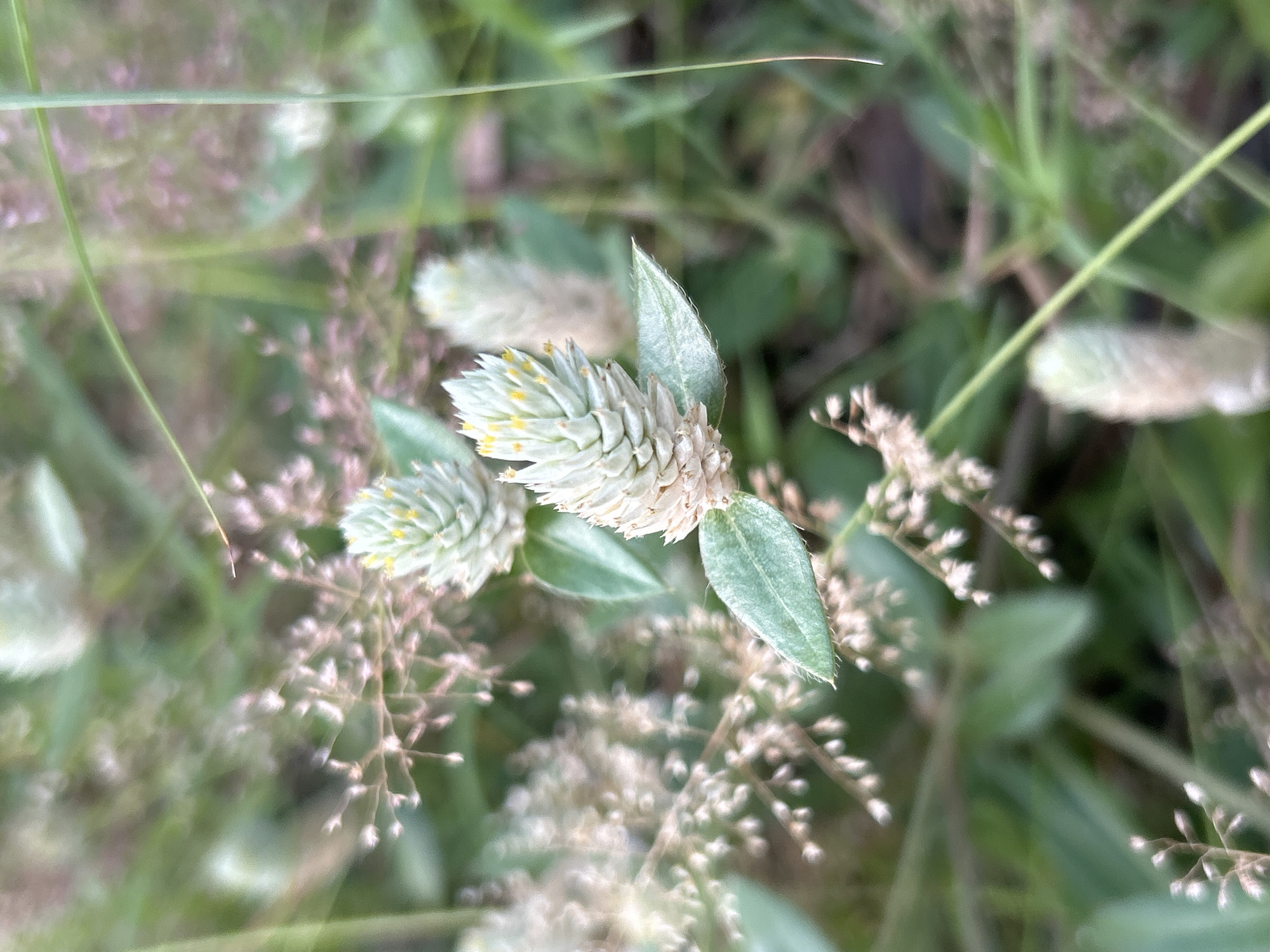 The image shows a close-up of a plant with white, cone-shaped flowers surrounded by green leaves and other grasses. The flowers have small yellow tips. The background is a mix of green and brown, suggesting a natural environment. The location is Lhokseumawe, Indonesia.