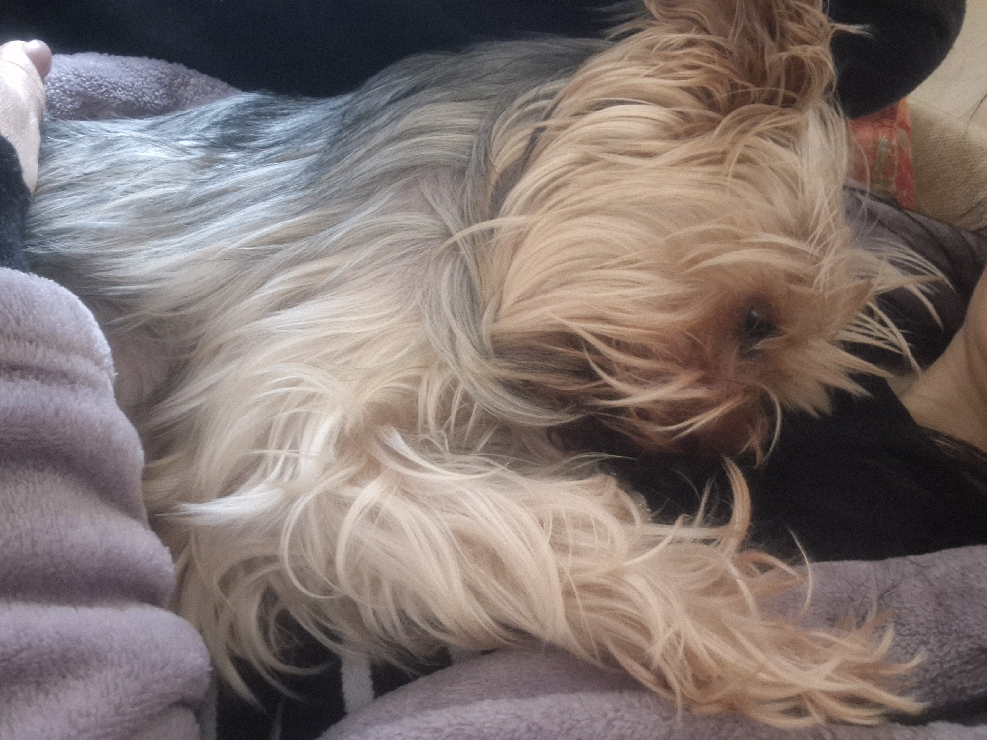 A Yorkshire Terrier is nestled on a plush, lavender-colored blanket. The dog's coat is a mix of black, gray, and tan, with the tan fur predominating around the face and front of the body. The dog appears to be sleeping or resting. The background includes black fabric and potentially other soft materials. The location is unknown.