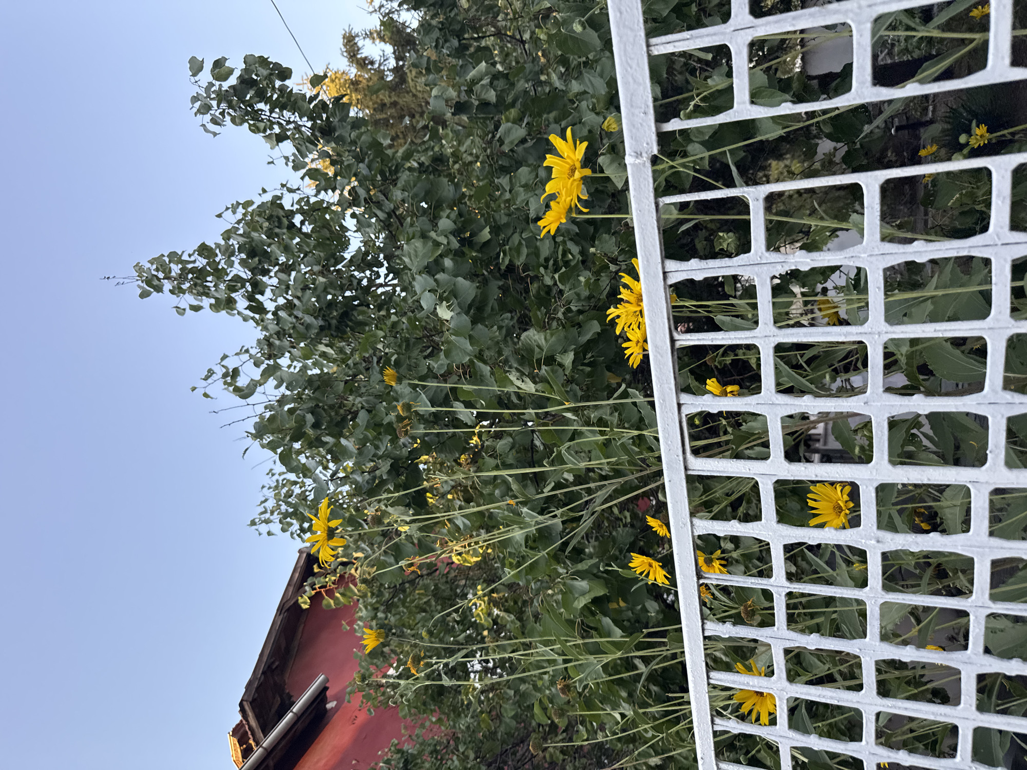 The image depicts a garden scene with yellow flowers and lush green foliage. A white, decorative metal fence is in the foreground, with a red-tiled roof and a section of a red building visible in the background to the left. The sky is clear and light blue. The scene suggests a residential area, possibly a backyard or front yard, within the city of Plovdiv, Bulgaria, given the architectural style of the building and the presence of a garden. There are no people visible in the image.