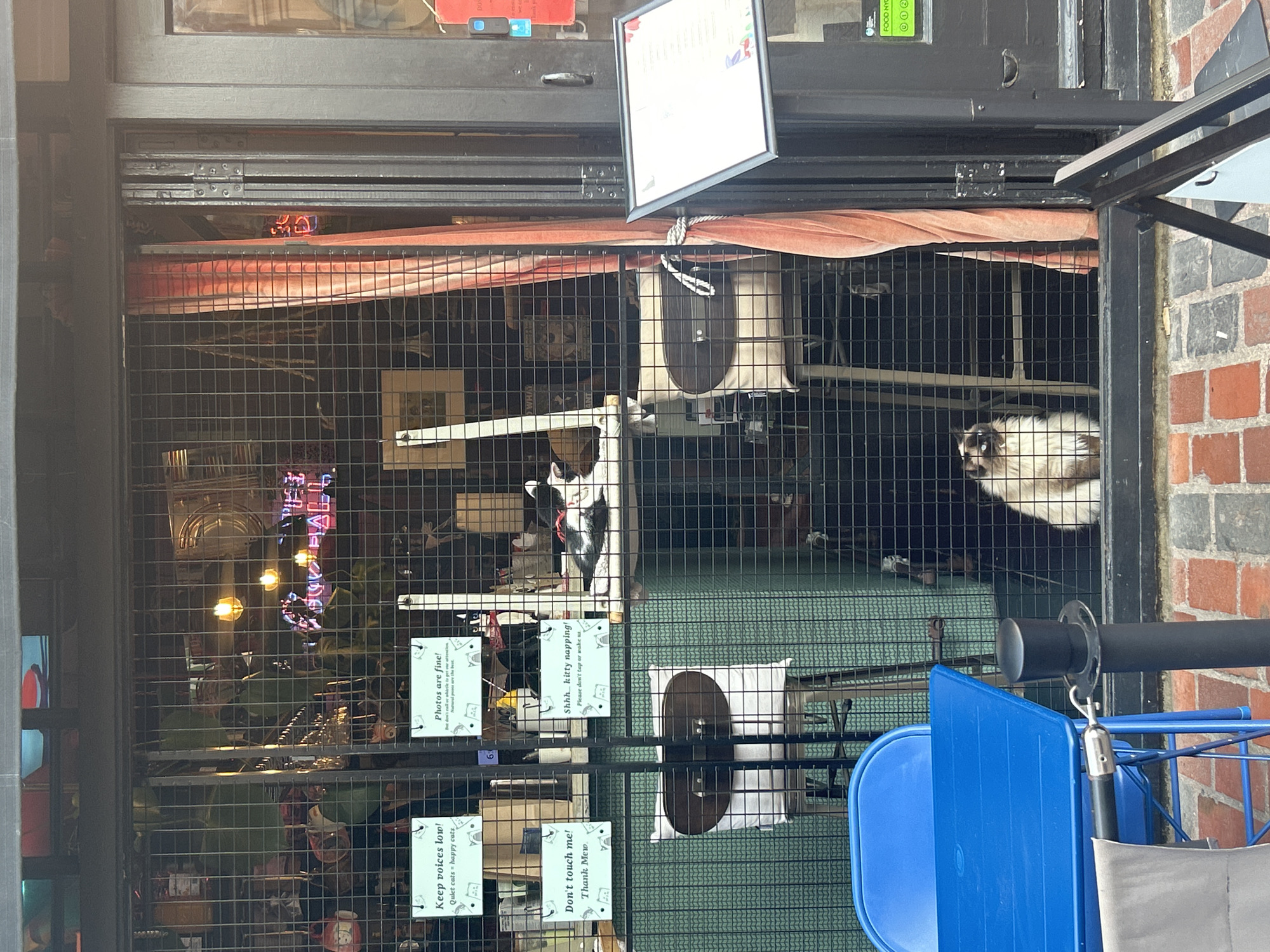 This image shows the entrance to a cat cafe located in Brighton, United Kingdom. A metal grille door is partially open, revealing the interior of the cafe. Inside, there are several cats visible, with one long-haired cat sitting prominently in the lower center. The cafe appears to be decorated with various items, including neon signs and framed pictures. Several signs are attached to the grille, providing instructions and information to visitors. Outside the cafe, a blue metal table and chairs are set up on a brick-paved area, suggesting an outdoor seating section. A black bollard with a rope is positioned in front of the cafe entrance. The overall scene suggests a welcoming and quirky establishment catering to cat lovers.