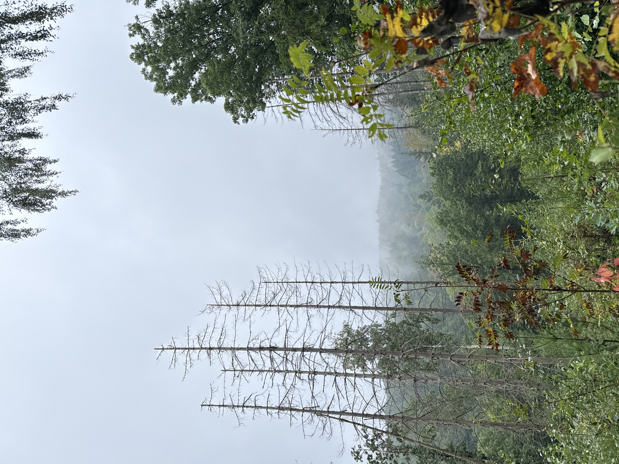 The image depicts a forest scene with a backdrop of mist-covered hills. In the foreground, several tall, dead trees with bare branches stand prominently on the left. To the right and in the midground, there is dense, green foliage with some trees exhibiting autumn colors of brown and yellow. The sky is overcast and light gray, suggesting a cloudy or foggy day. The overall impression is one of a slightly damp, atmospheric woodland. The location is specified as Bad Sachsa, Germany. There are no people or animals visible in the image.