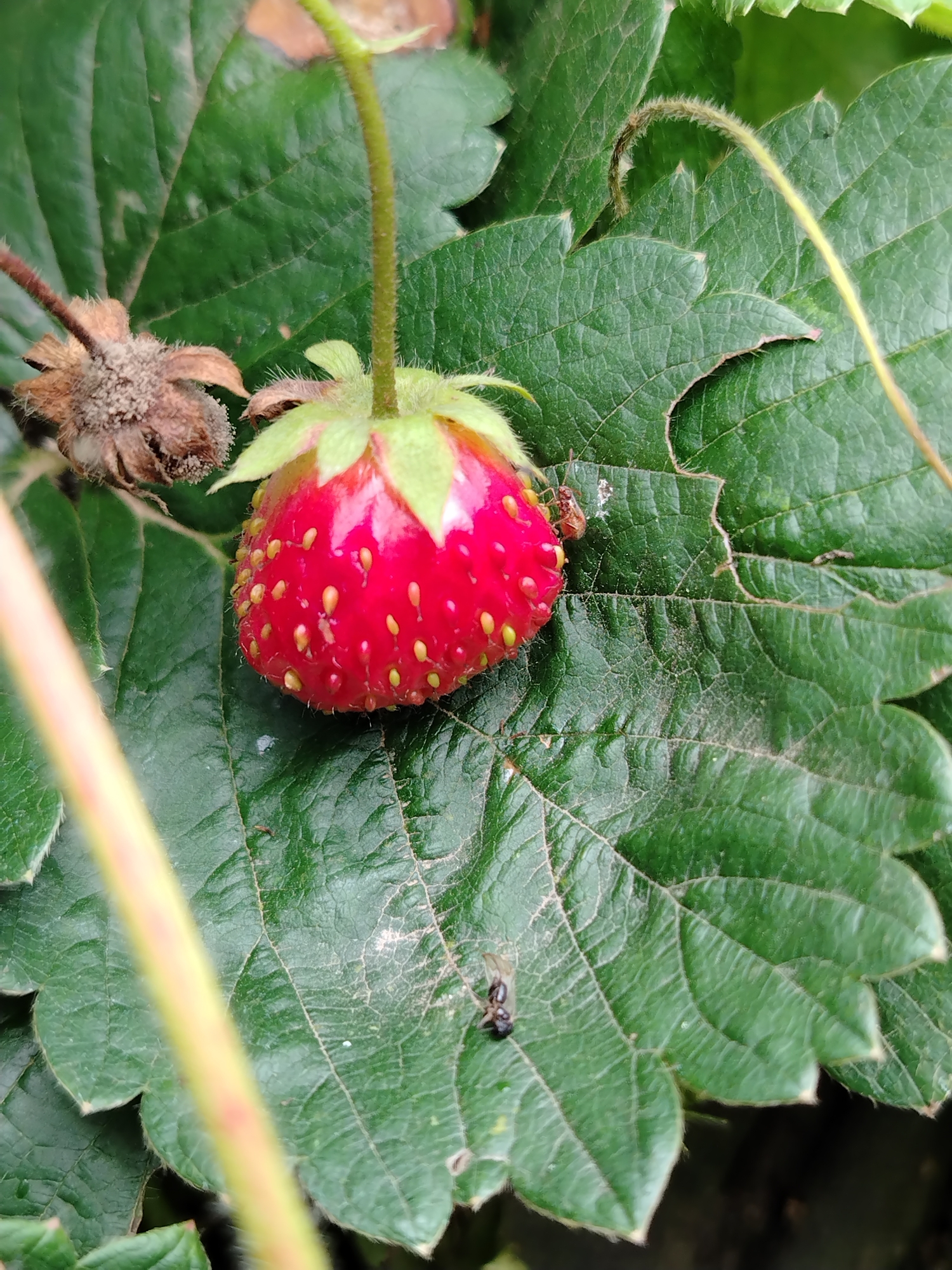 A close-up, overhead shot shows a single, ripe strawberry resting on a large green strawberry leaf. The strawberry is bright red with small, yellow seeds dotting its surface and a cluster of green sepals at its top. To the left of the strawberry is a dried, brown flower remnant. Two ants are visible on the leaf: one brown ant is perched near the strawberry, and a smaller black ant is located further down the leaf. The leaf is textured with prominent veins and a slightly serrated edge. A blurry green stem with fine hairs extends diagonally from the top left of the frame. This scene is likely from a garden or agricultural setting, possibly within the city of Gorzhan, Russia, given the presence of cultivated strawberries.