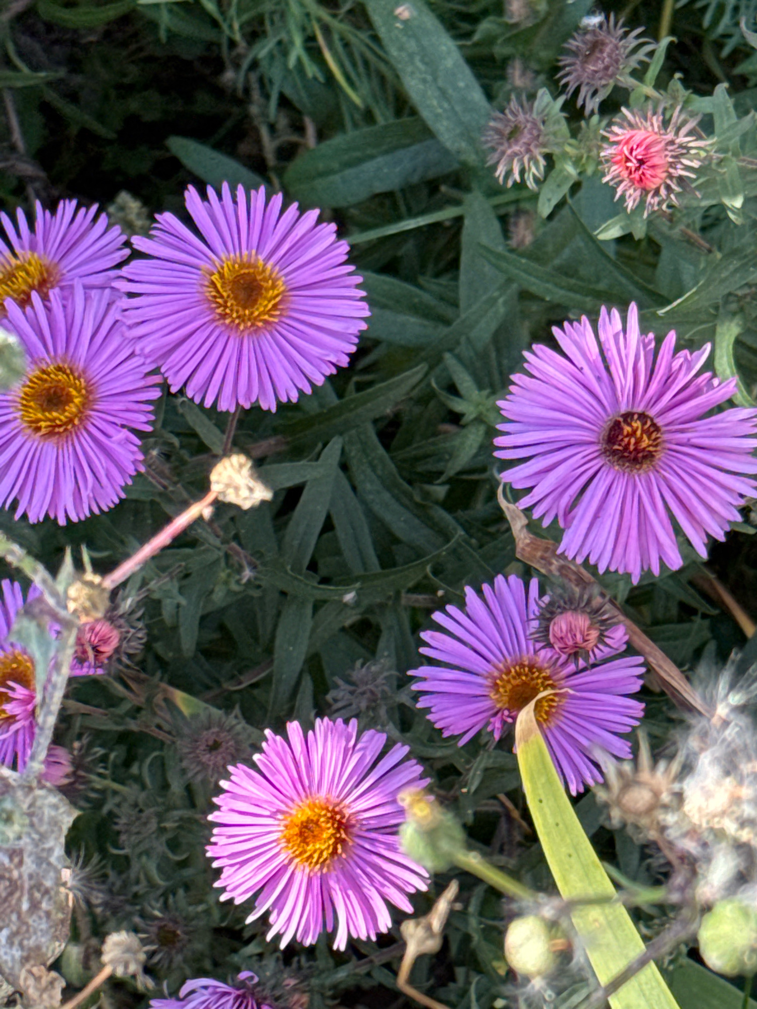 The image depicts a close-up, top-down view of several purple asters in bloom, set against a backdrop of green foliage. The flowers are the primary subjects, with their vibrant purple petals radiating outwards from yellow centers. Some of the asters are in full bloom, while others appear to be developing buds or are past their prime, with dried seed heads visible. The lighting suggests it is daytime, possibly late afternoon, given the soft shadows and the warm glow on some of the petals. The environment appears to be a garden or a natural setting with dense greenery. There are no people or animals visible in the image. The overall impression is one of natural beauty and the end of the flowering season. The location is specified as Милицейский посёлок, Russia.