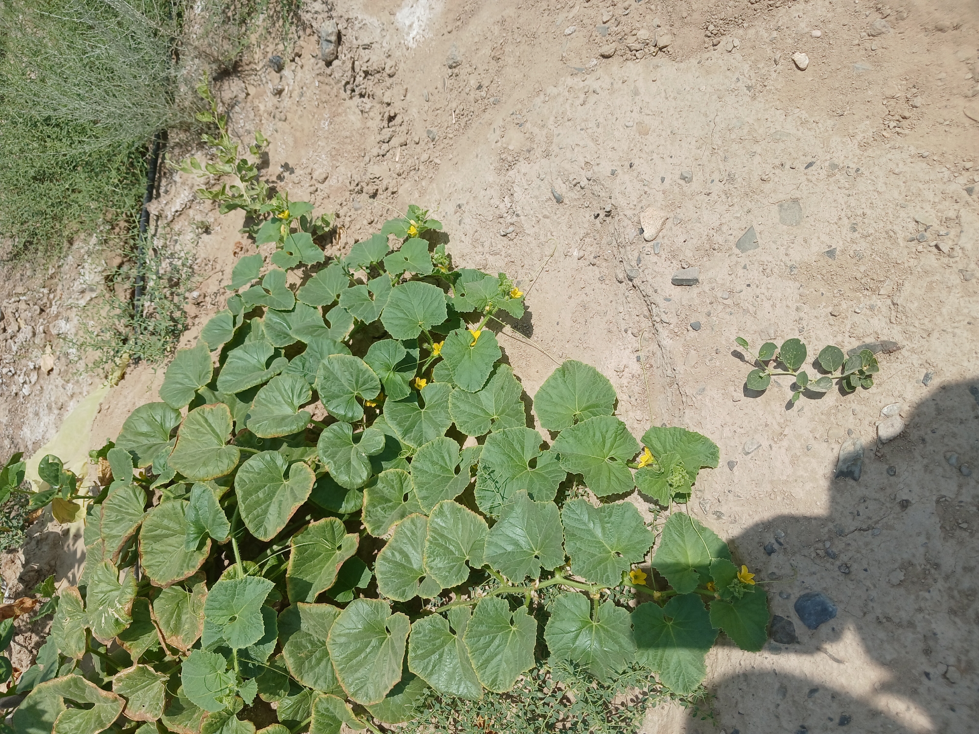 The image depicts a patch of green, leafy vegetation, likely a melon or squash plant, with small yellow flowers, growing in dry, sandy soil. The plants are sprawling across the ground. The environment appears arid, with a dusty ground and sparse, dry grasses in the background. The lighting suggests it is daytime, casting shadows from the vegetation and what appear to be human silhouettes on the ground in the lower left quadrant of the image. The soil is a light brown, sandy loam with small stones and pebbles scattered throughout. There is no evidence of structures or urban elements, suggesting a more rural or undeveloped setting within or on the outskirts of May, Uzbekistan.