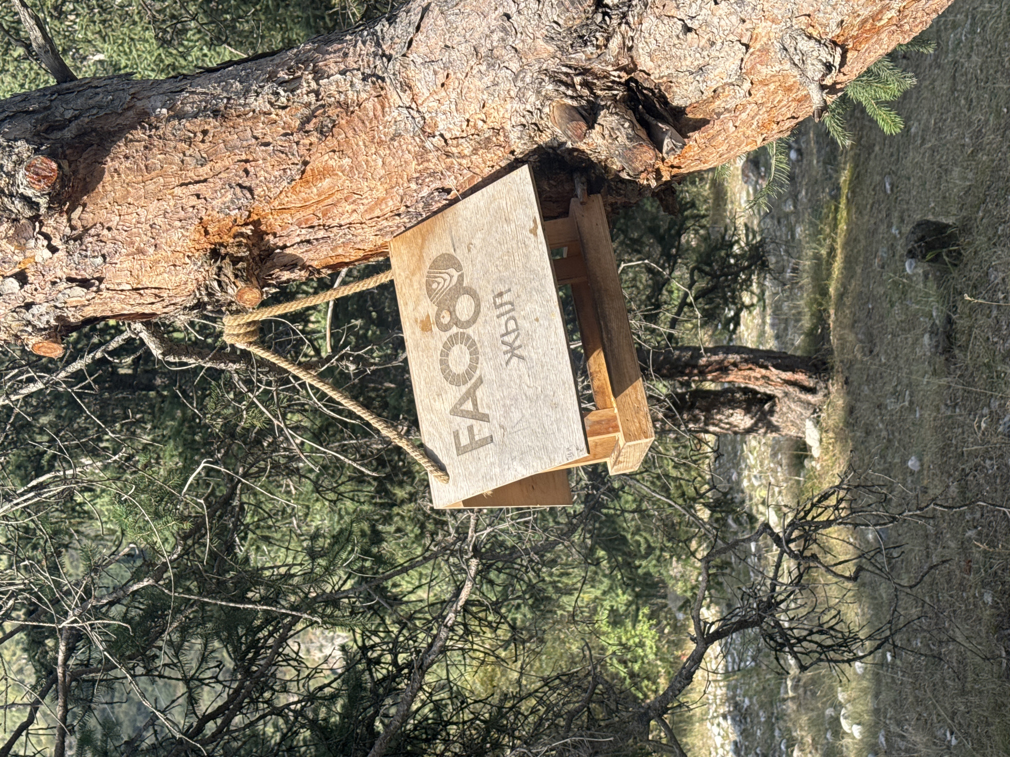 A bird feeder made of wood is hanging from a tree by a rope. The bird feeder has "FAO80" carved into it in English, and some text below it in what appears to be Cyrillic script. The feeder is on the right side of the image, hanging on a thick, rough-barked tree. The background consists of trees, grass, and rocks, suggesting a natural, outdoor setting likely in a mountainous area. The lighting indicates it is daytime, with sunlight filtering through the trees. The location is described as Unknown, Kyrgyzstan.