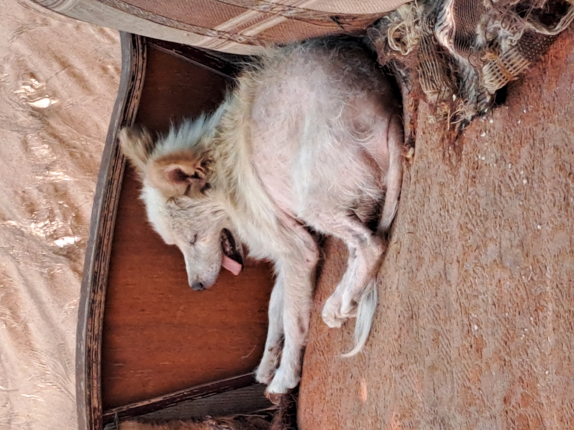 A white dog is sleeping on a worn, brown couch. The dog is lying on its side with its tongue hanging out and its eyes closed. Its fur appears thin and patchy, revealing areas of exposed skin. The couch is situated in what appears to be an outdoor or semi-outdoor setting, with a rough, textured surface beneath it. A tattered blanket or rug lies on the couch to the right of the dog. The background consists of a beige, textured fabric, possibly a tarp or awning. The overall impression is one of neglect or hardship. This scene is located in Vypasne, Ukraine.