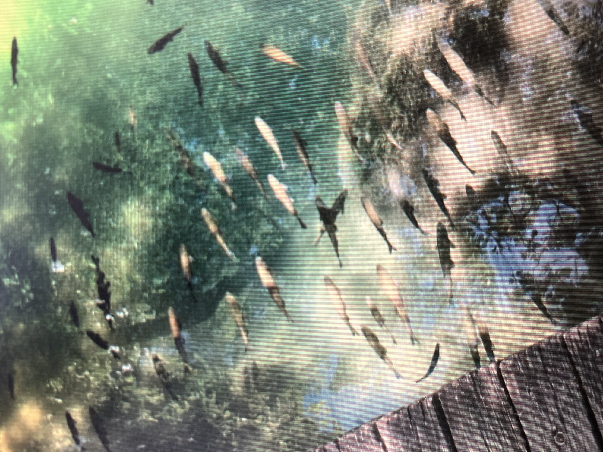The image depicts a school of fish swimming in clear, shallow water. The water's surface is illuminated, revealing the sandy or pebbly bottom below. The fish appear to be of a similar size and are oriented in the same direction, suggesting they are schooling. On the left side of the image, a wooden dock or pier is visible, with its planks running diagonally. The overall scene is one of a natural aquatic environment. There is no discernible information in the image to suggest it is located in the city of Sejahtera, Indonesia, or any specific urban setting. The image is an outdoor, natural scene.