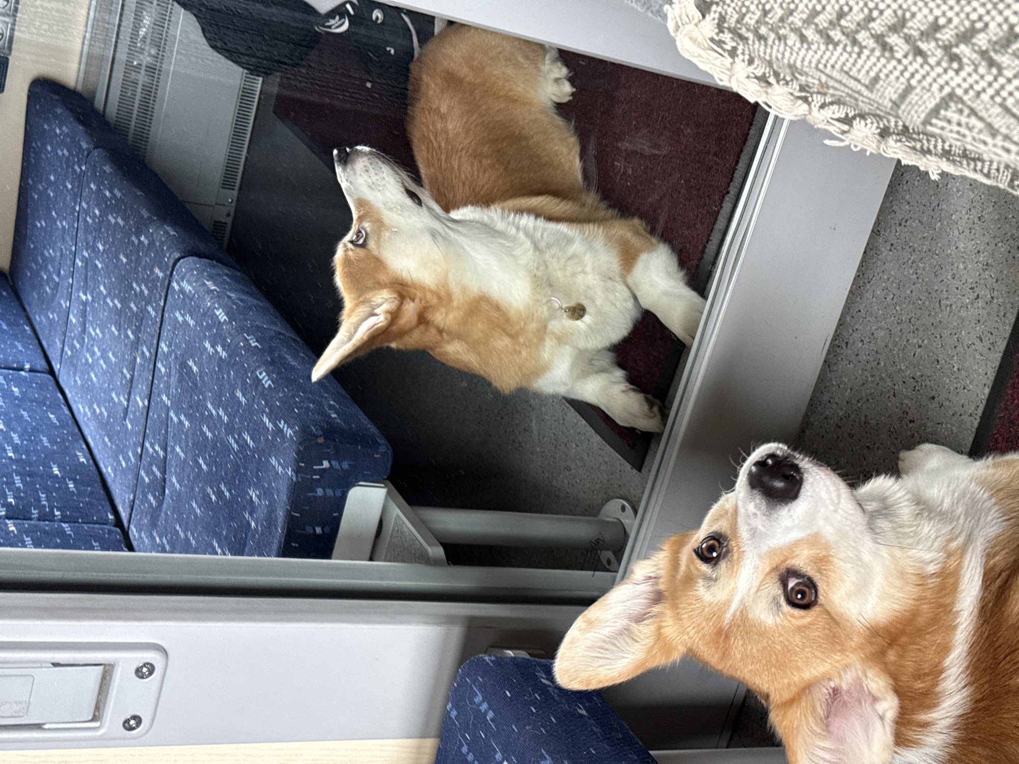 A corgi lays down near a mirror which also reflects the dog and its surroundings. The location is on a train car, indicated by the blue patterned seating. The exact location within Sosnovka, Russia, cannot be determined from the image.