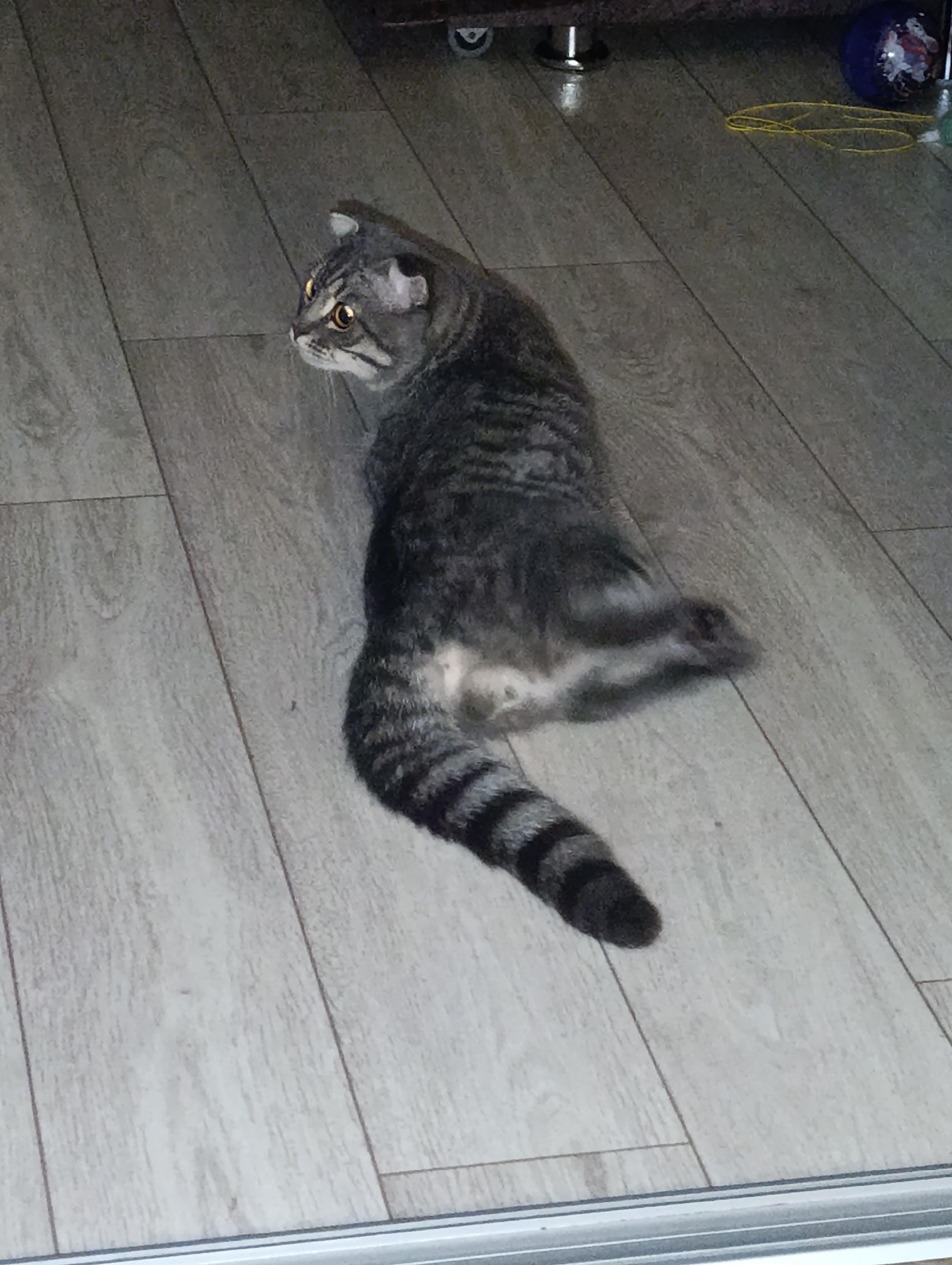 A grey tabby cat is lying on a light wood-plank floor. The cat is in profile, facing left, with its tail curled around its body. Its fur is striped with darker grey markings. The cat's eyes are open and glowing yellow. The floor is made of laminate or wood and appears to be in a home. There are some blurry objects in the background, including what looks like a piece of furniture with a metallic leg and a colorful ball. The lighting suggests an indoor environment, possibly daytime with artificial light. The scene is devoid of human presence. The image appears to be a casual snapshot of a pet.