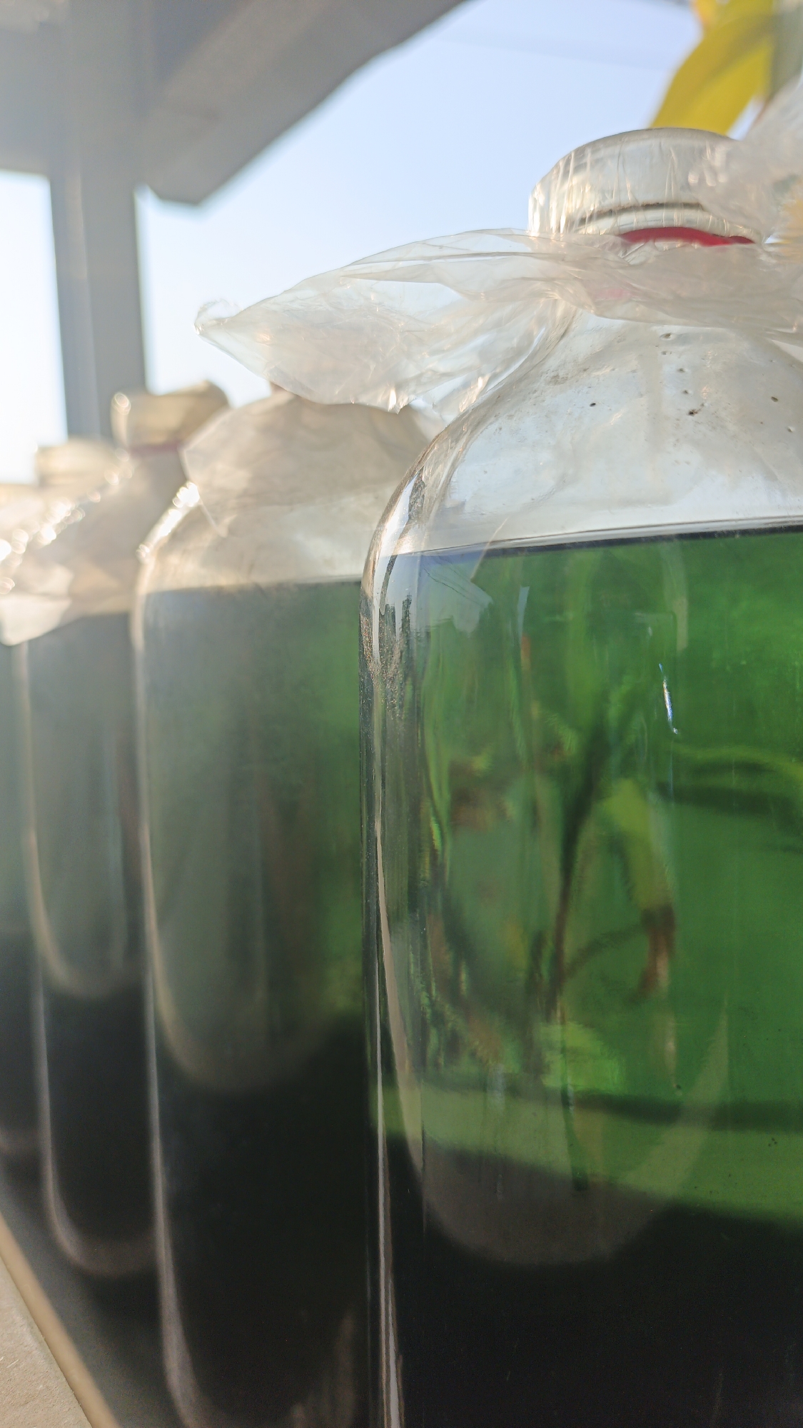 In Santing, Indonesia, a close-up, low-angle shot captures a row of large glass bottles filled with a dark liquid topped with a bright green substance. The bottles are sealed with plastic bags, suggesting they are being prepared for transport or sale. The background is softly blurred, with hints of blue sky and a yellow object, possibly foliage, visible at the top. The lighting is bright, casting highlights on the bottles and creating a slight glare. The image appears to be taken outdoors, possibly in a market or a roadside stall.