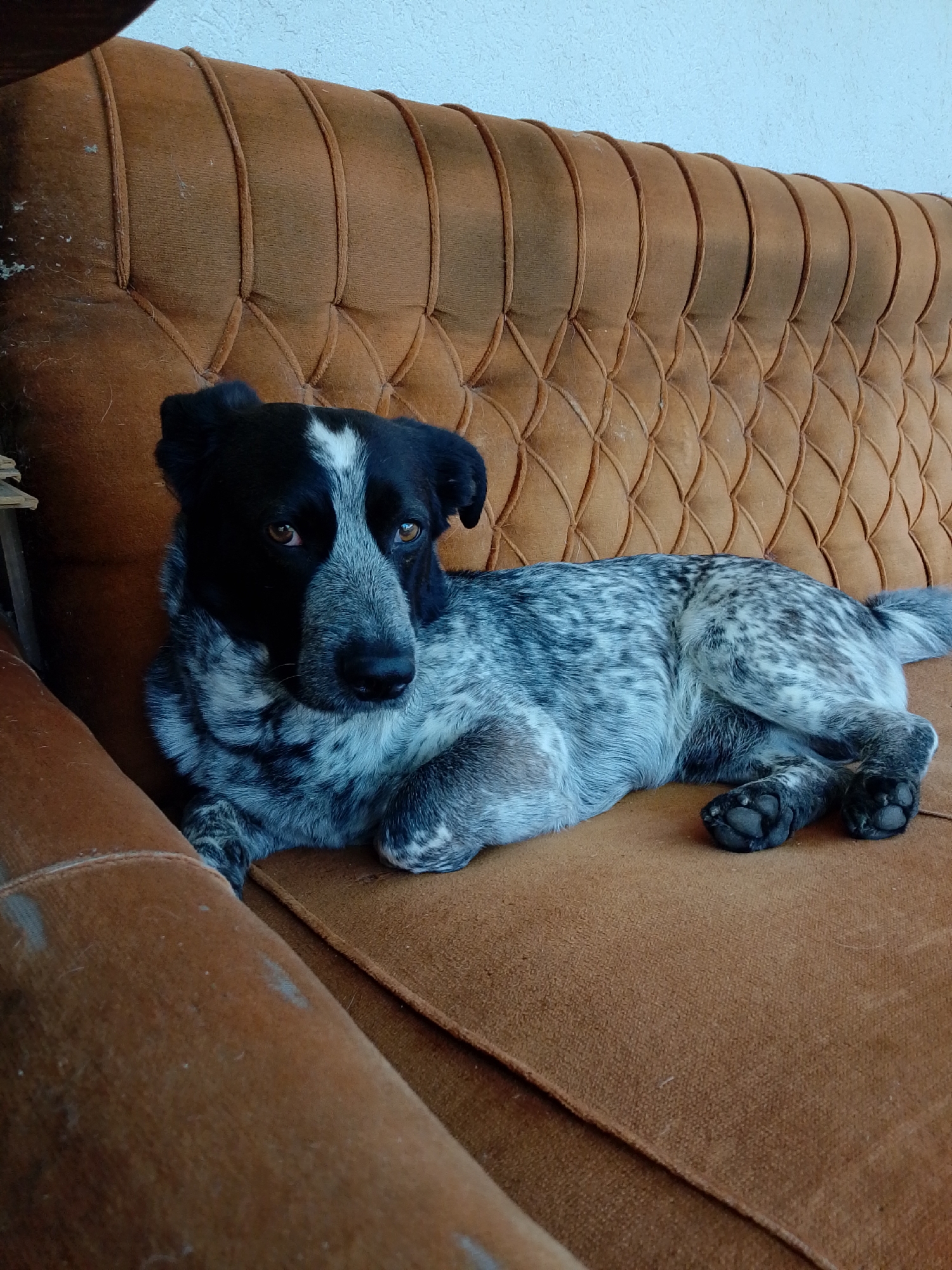 A medium shot captures a dog with black and white speckled fur lying on a brown tufted couch. The dog's head is turned towards the camera, with dark eyes and a white marking on its forehead. Its body is stretched out on the couch, with its paws tucked beneath it. The couch appears to be in an indoor setting, with a white wall visible in the background. The lighting is natural, coming from an unseen source.