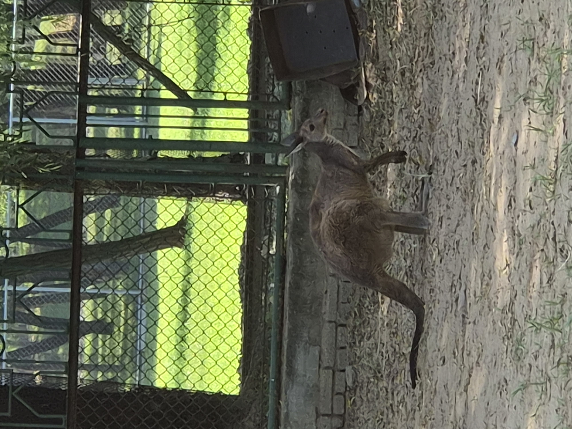 A kangaroo stands in a sandy enclosure in what appears to be a zoo or wildlife park. The kangaroo is facing left and is slightly angled away from the camera, with its head down. It is a medium-sized kangaroo with brown fur. The enclosure has a dirt and sand floor with some scattered leaves. Behind the kangaroo, there is a low brick wall, and beyond that, a green metal fence. Through the fence, lush green grass and trees are visible, suggesting an outdoor environment within a city. To the right of the kangaroo, a dark, square object, possibly a bin or container, is partially visible. The lighting suggests it is daytime. The image quality is somewhat low, with a slightly grainy texture.