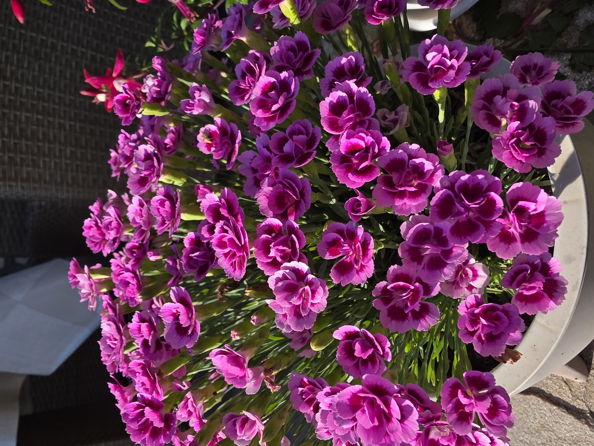 The scene is located in Dolishte, Bulgaria. The image depicts a dense, vibrant display of blooming flowers, predominantly in shades of fuchsia, magenta, and deep pink. The primary subject is a large, full potted plant, likely a variety of Dianthus (carnation or pinks), with numerous small, ruffled flowers. Many of the blossoms feature a darker, more saturated hue in their centers, creating a bicolored effect. Slender green foliage is abundant amongst the flowers. The plant is housed in a light grey or off-white cylindrical planter, visible in the lower foreground, which rests on a textured ground surface appearing to be paving stones or concrete.
In the upper left portion of the background, a dark, woven, textured surface, characteristic of outdoor rattan furniture, is visible, alongside a lighter, flat surface, possibly a wall or architectural element. To the upper right, a distinct plant with bright red, pendulous flowers or buds, consistent with a Fuchsia species, is partially visible, also set against a similar dark, textured background. The scene is brightly lit by direct sunlight, creating strong highlights on the flowers and surfaces, and casting clear shadows, particularly on the ground beneath the planter.
