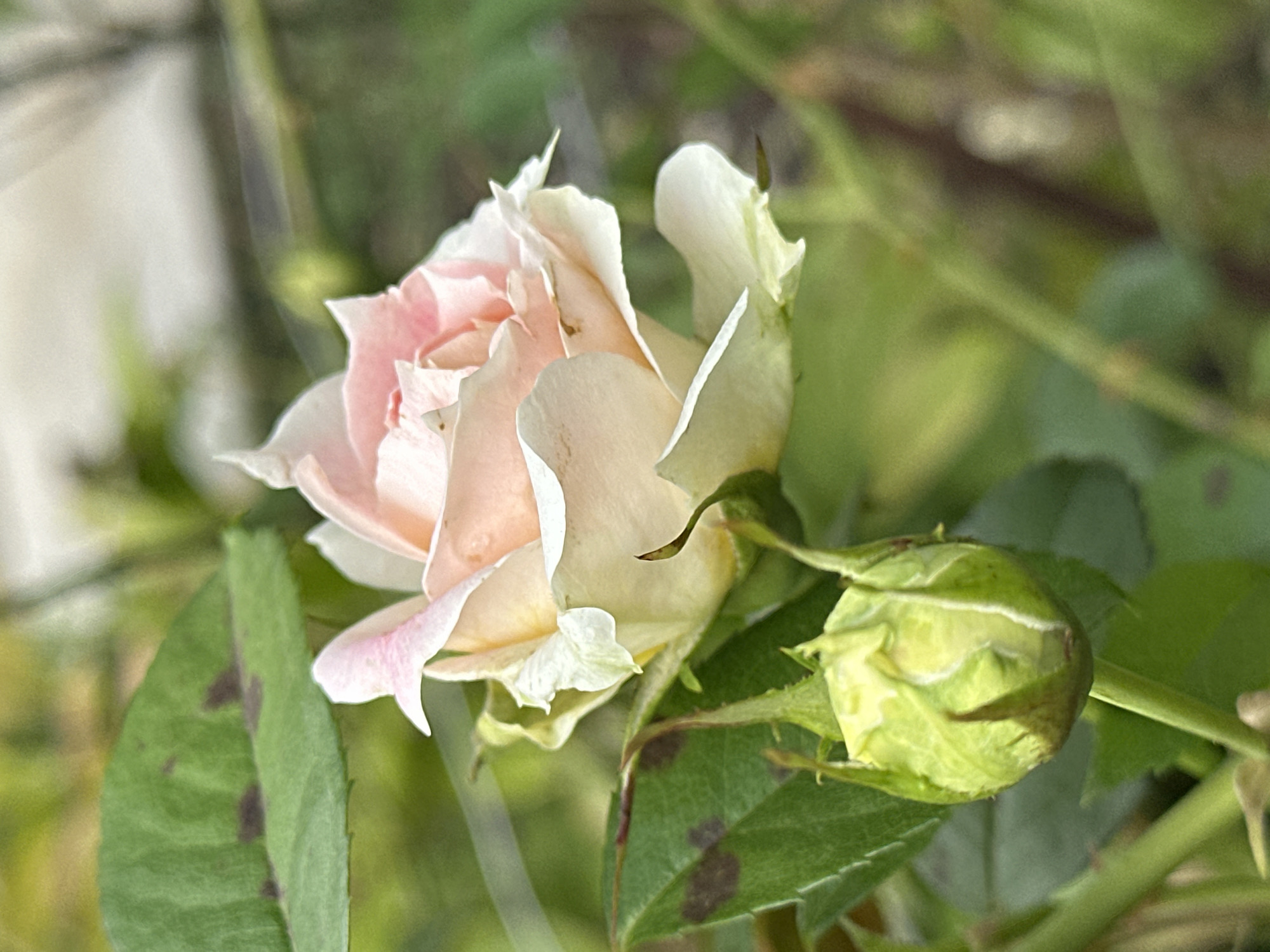 A close-up, vertical, eye-level shot captures a delicate, partially opened rose in shades of pale pink and cream, with a vibrant green rosebud below it, set against a blurred backdrop of foliage and possibly an outdoor structure. The rose, positioned in the upper right quadrant, exhibits soft, layered petals, some with darker pink edges. To its left and slightly lower is a tightly furled green rosebud with visible sepals. A few green leaves with dark brown spots are present in the lower left and upper left. The background consists of out-of-focus green foliage and some lighter, indistinct shapes that could be part of a building or fence. The lighting suggests a bright, natural outdoor setting, possibly during daylight hours. This scene is located in Yessentuki, Russia.