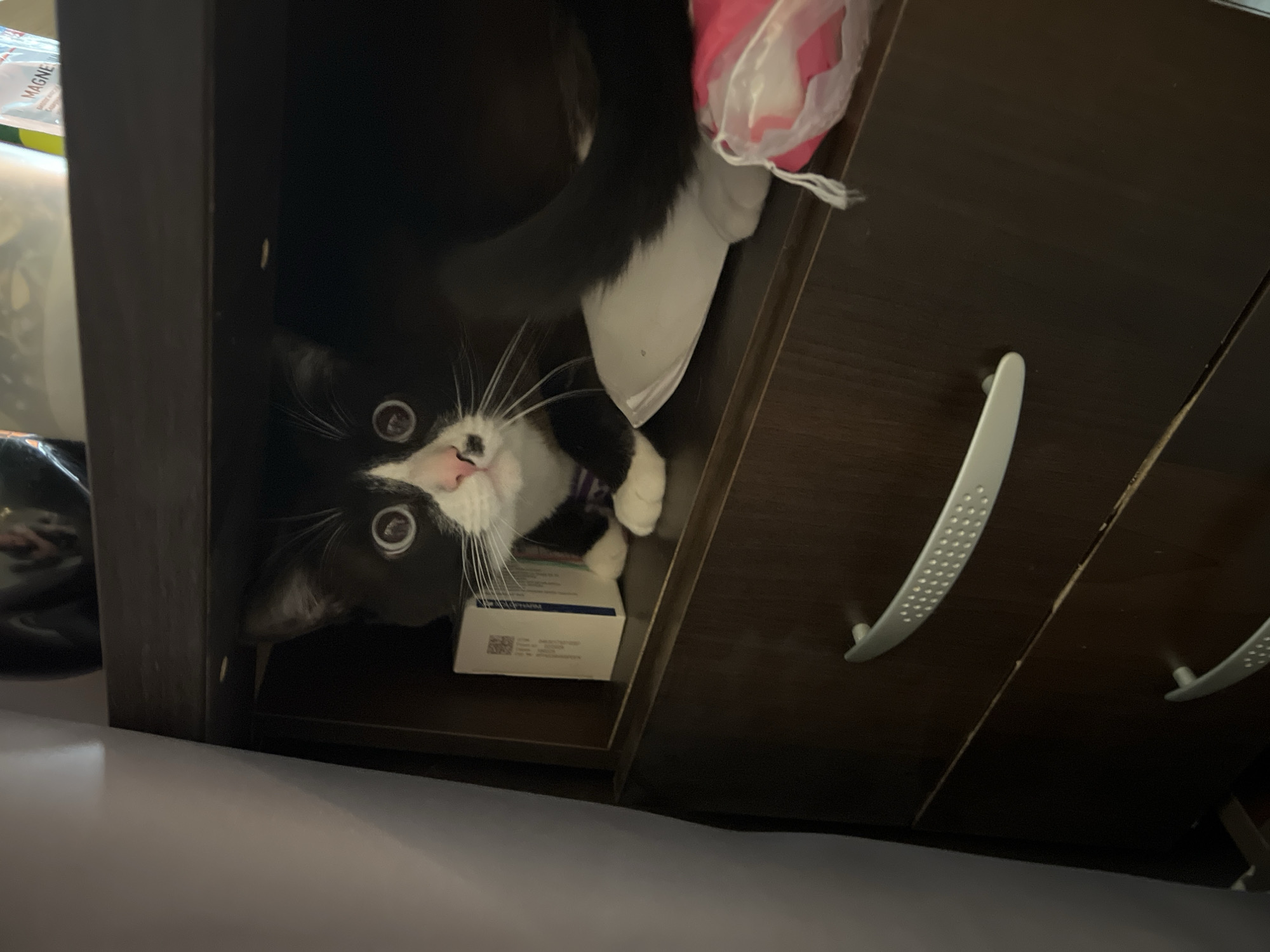 A black and white cat is inside a dark cabinet with brown wooden doors. The cabinet has a white plastic bag inside. There is a white box labeled "MEGLIO PHARMA" inside the cabinet. The cabinet has long, curved, light gray handles. The setting appears to be indoors. The location is unknown; there is no information to indicate the city of Noviy, Russia.
