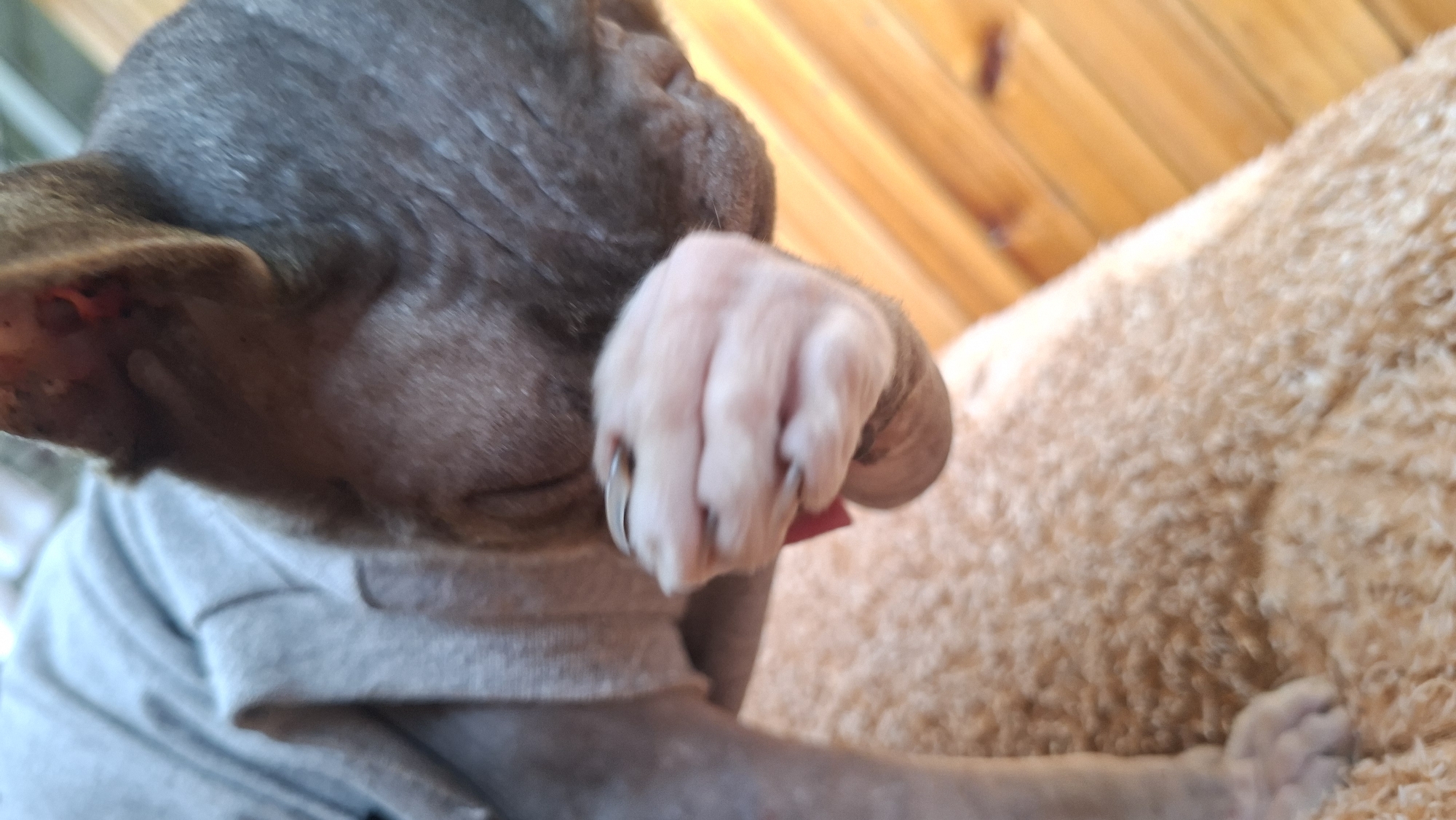 The image shows a close-up of a hairless dog, likely a Sphynx breed, wearing a grey garment. The dog's head is turned down, and its paw is covering its face, with its claws visible. The dog is resting on a textured, light brown surface, possibly a pet bed or carpet. In the background, a wooden surface with a warm orange hue is visible, suggesting flooring or furniture. The lighting is soft, creating a warm ambiance. The scene appears to be indoors. There is no visible indication of the location being in Забалоцкі сельскі Савет, Belarus.