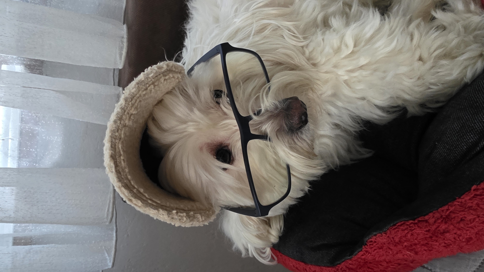 This indoor scene, set in Blagoevgrad, Bulgaria, features a charming, fluffy white dog resting comfortably in its bed. The dog, possibly a Maltese or similar breed, is lying on its side, partially obscured by its long, soft white fur. A pair of black, thick-rimmed glasses are comically perched on its nose and face, with one arm extending over its ear, creating a humorous and endearing impression.
The dog is nestled in a multi-textured pet bed. The part supporting its head is made of a cream-colored, shaggy material, while the main body of the bed is a dark fabric, possibly black, accented with a vibrant red, fluffy trim visible in the bottom right corner.
In the background, to the left of the dog, translucent white curtains can be seen, indicating the dog is near a window. The natural light filtering through the curtains suggests it is daytime. The overall ambiance is calm and relaxed, with the dog appearing peaceful, perhaps sleepy. The image is oriented sideways, offering a unique perspective of the dog and its cozy surroundings. No visible text is present in the image.