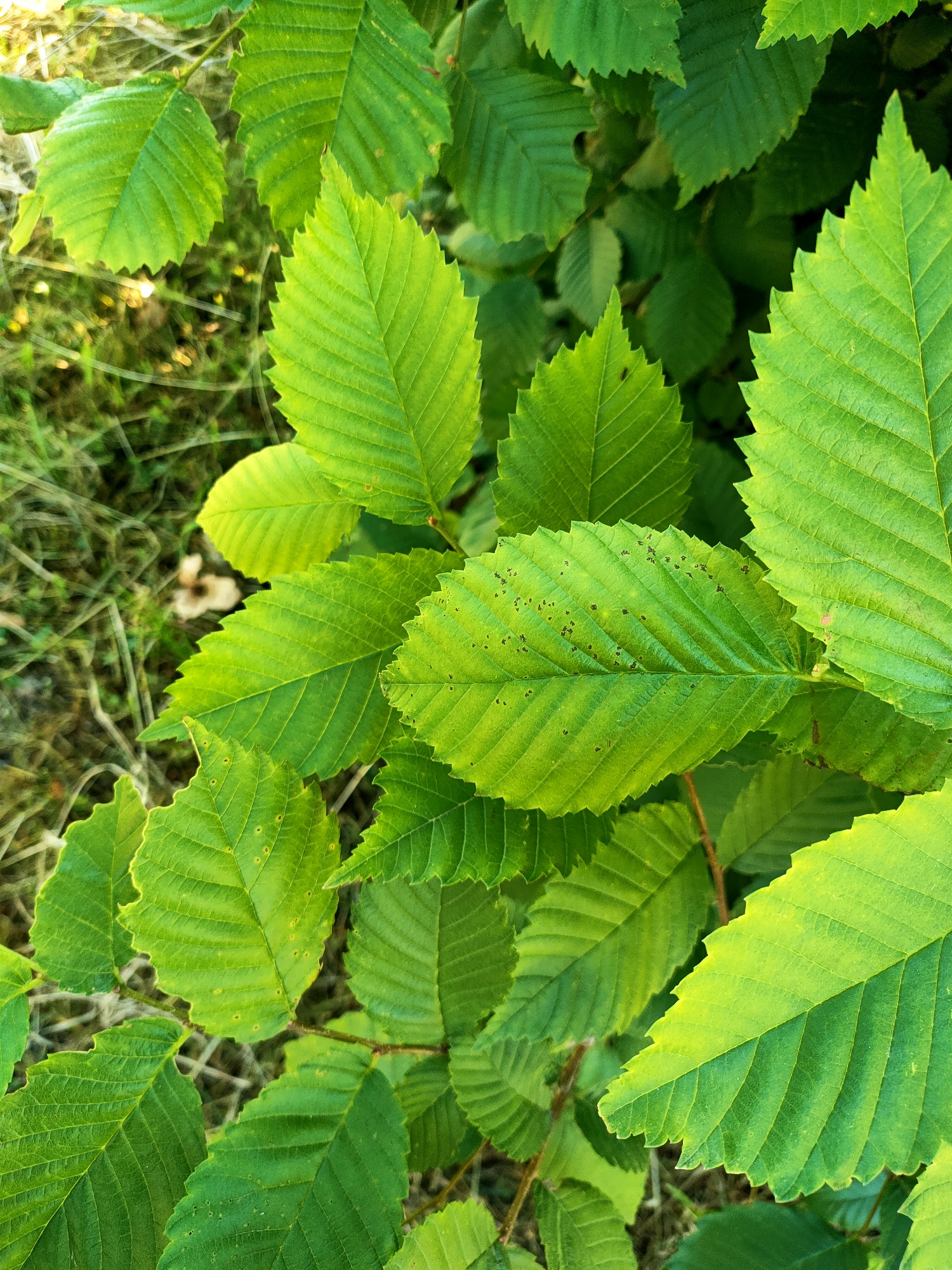 This is a close-up, overhead shot of several green leaves on a plant. The leaves are oval-shaped with serrated edges and prominent veins. Some leaves have small, dark spots on their surfaces. The background consists of more leaves and some dried grass. The lighting suggests it is daytime. The image does not contain any people, objects, or actions that would indicate a specific location in the city of Nosivka, Ukraine.