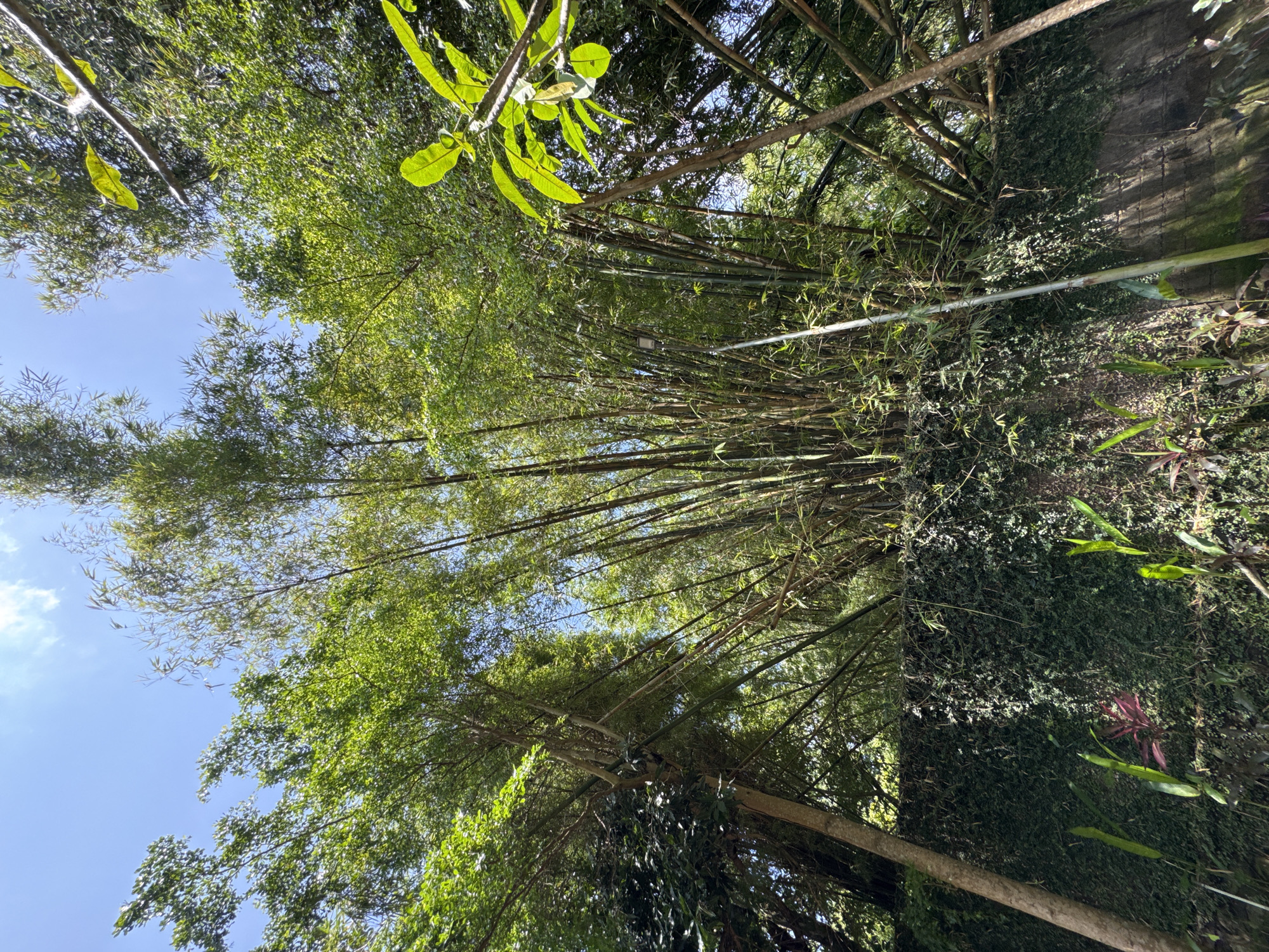 The image depicts a view looking up into a dense thicket of bamboo trees in Jimbaran, Indonesia. The bamboo stalks are thin and densely packed, their leaves creating a canopy of green. Patches of blue sky are visible through the foliage. A wall covered in vines is visible to the side. An out-of-focus metal pipe crosses the scene horizontally.