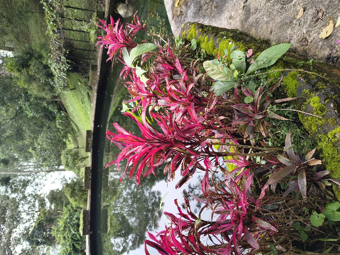 The media file displays a serene natural landscape, likely a garden or waterside area in Sindangjaya, Indonesia. The scene is dominated by lush vegetation and a tranquil body of water.
In the foreground and towards the right side, a vibrant cluster of plants with striking reddish-pink to deep red leaves is prominently featured. These plants, possibly a type of Cordyline or similar ornamental foliage, have long, slender leaves that create a dynamic splash of color against the greens of the environment. Interspersed among these red-leafed plants are smaller green plants and patches of bright green moss adhering to a dark, textured stone or concrete surface.
To the left and extending into the midground, a calm body of water, possibly a pond or slow-moving stream, is visible. The water reflects the soft, bright sky and the surrounding trees, creating a sense of depth. A dark, low wall or bank runs along the edge of the water, separating it from the grassy areas beyond.
Further into the background, a gently sloping grassy area leads up to more dense green foliage and trees, indicating a rich, verdant landscape. The overall lighting suggests daylight, possibly an overcast day, given the diffused light and lack of harsh shadows. The atmosphere is one of natural beauty and tranquility. There are no human figures or visible text in the image.