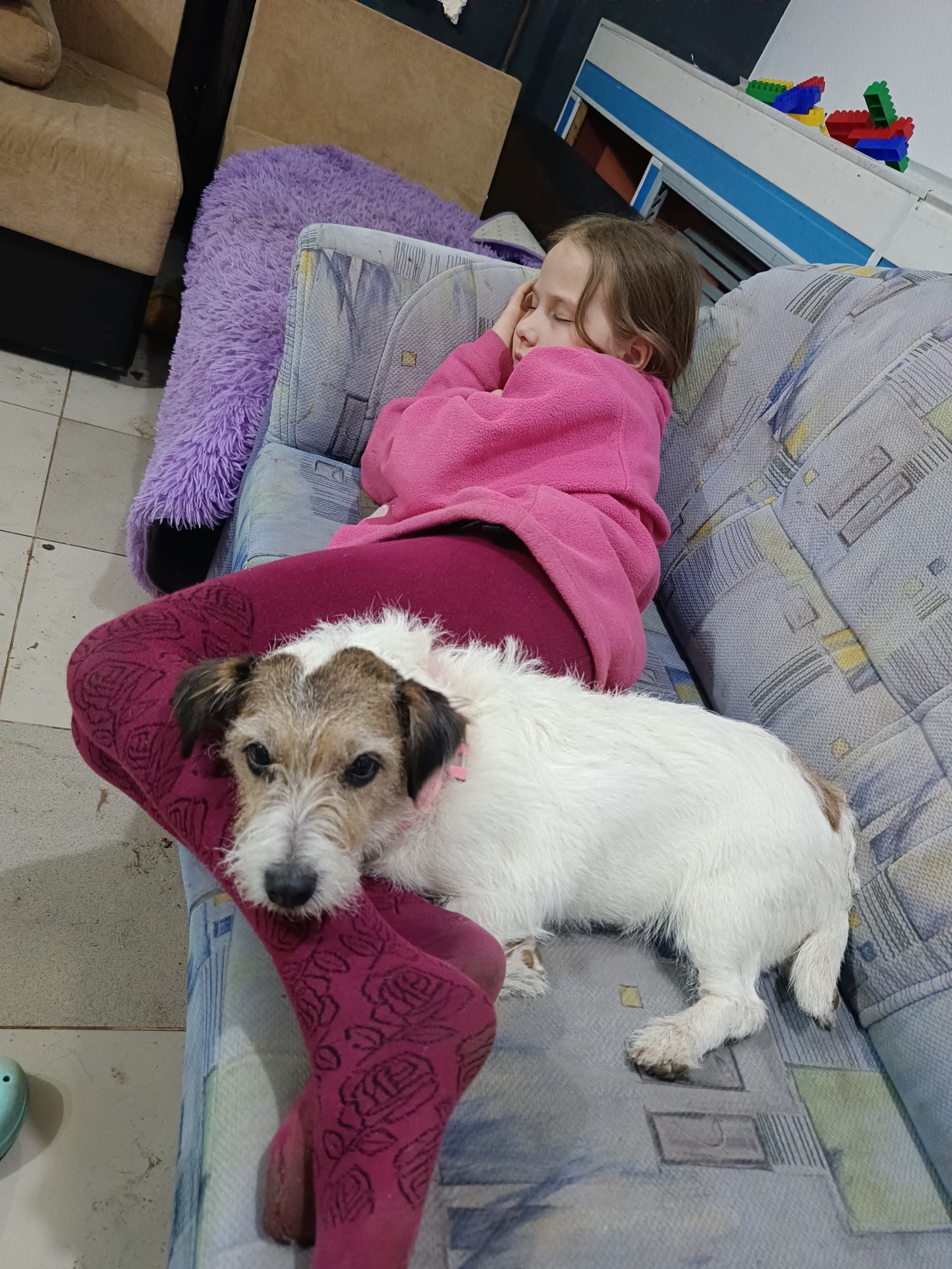 A young girl is asleep on a sofa, with a Jack Russell Terrier dog lying on her legs. The girl is wearing a pink fleece jacket and maroon leggings patterned with roses. The dog is white with brown markings on its head. The sofa has a light blue and grey patterned fabric. A purple furry throw is visible next to the sofa. The room appears to be indoors. The location is in the city of Rusalevka, Russia.