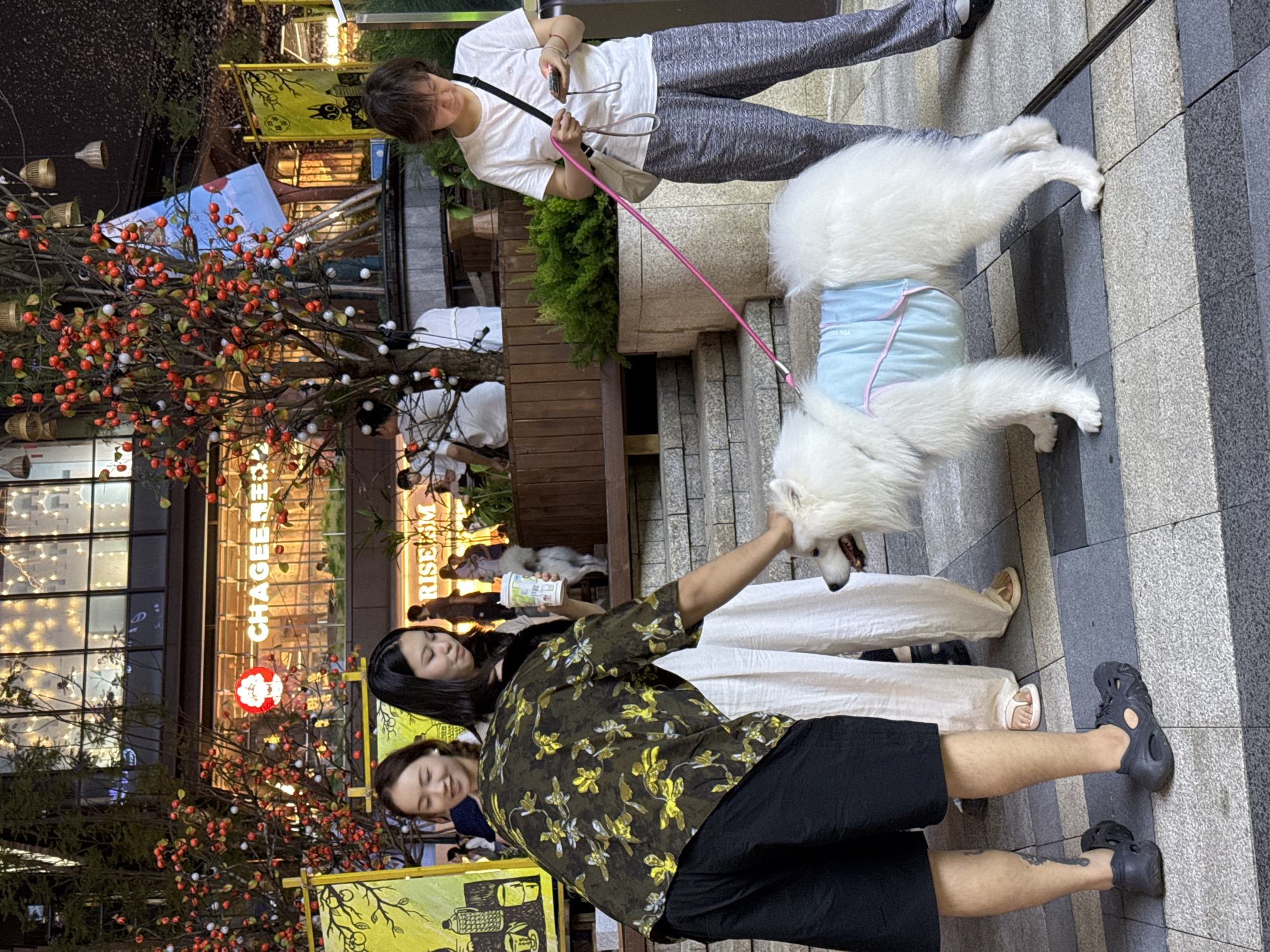 In Yuzhong District, China, a pedestrian area is illuminated with warm lights at dusk. In the frame is a group of people near a storefront decorated with a festive tree adorned with red berries and white ornaments. Two people are interacting with a large, white Samoyed dog fitted with a blue diaper. One person in a dark floral shirt and black shorts is petting the dog, while another person, wearing white pants and a dark top, holds what appears to be a coffee cup. Meanwhile, a third person in a white shirt and gray pants stands nearby, holding a pink leash attached to the dog.