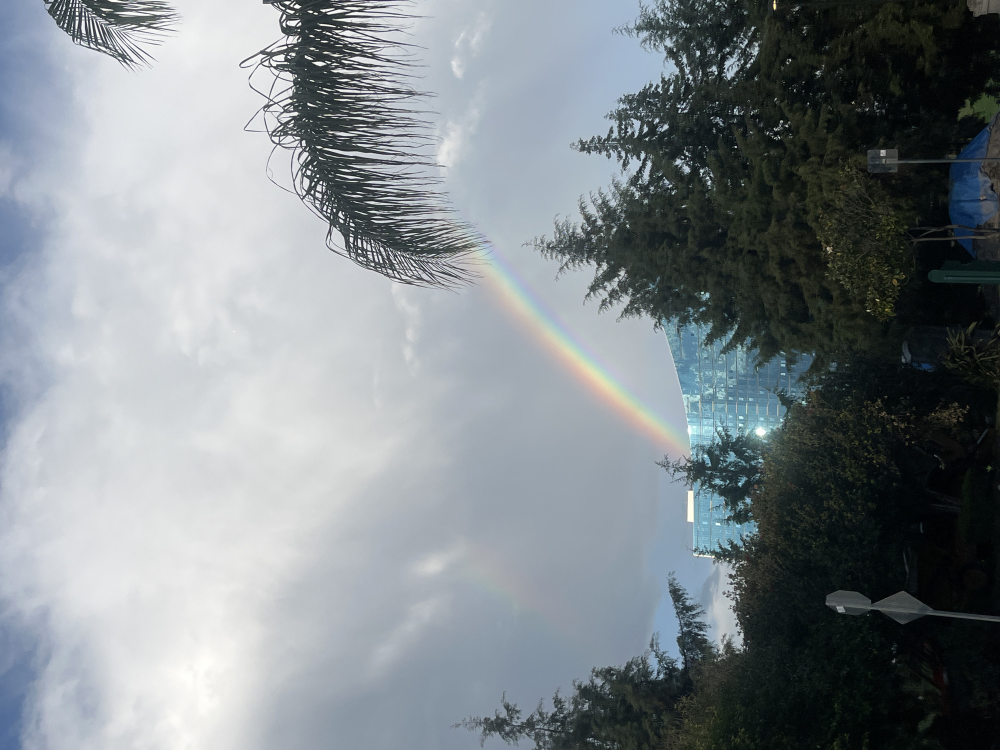 The image depicts an outdoor scene in San Bernardino Tlaxcalancingo, Mexico, under an overcast sky featuring patches of blue. A distinct primary rainbow arcs from the left mid-ground towards the upper right, partially obscured by a dark palm frond. A fainter, secondary rainbow is visible to the left of the primary. The lower and mid-ground are densely vegetated with numerous dark green conifer trees of varying heights, interspersed with smaller bushes and trees. Partially visible behind this vegetation, a multi-story, modern building with a reflective blue or green glass facade appears, its structure curving towards the left. In the lower left foreground, the reverse side of a light-colored, diamond-shaped road sign is present. In the lower right foreground, a blue tarp covers a low mound of material, situated next to a dark upright post or utility pole. No individuals or specific actions are discernible.