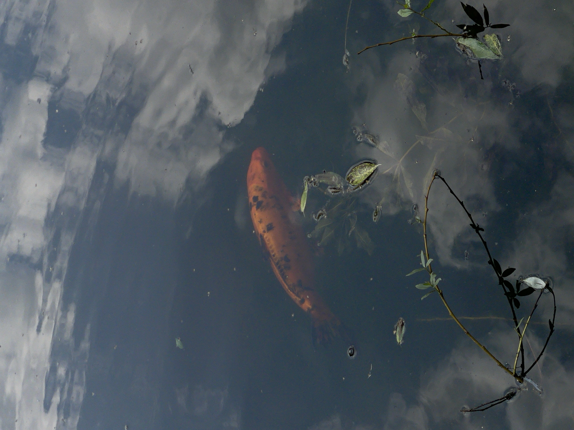 A single, orange and black koi fish swims in dark, murky water. The surface of the water reflects a cloudy sky. Several green and brown leaves float on the surface and are submerged just below. The environment appears to be a pond or a shallow body of water, possibly in a park or garden. There is no indication of the specific location in Izhevsk, Russia.