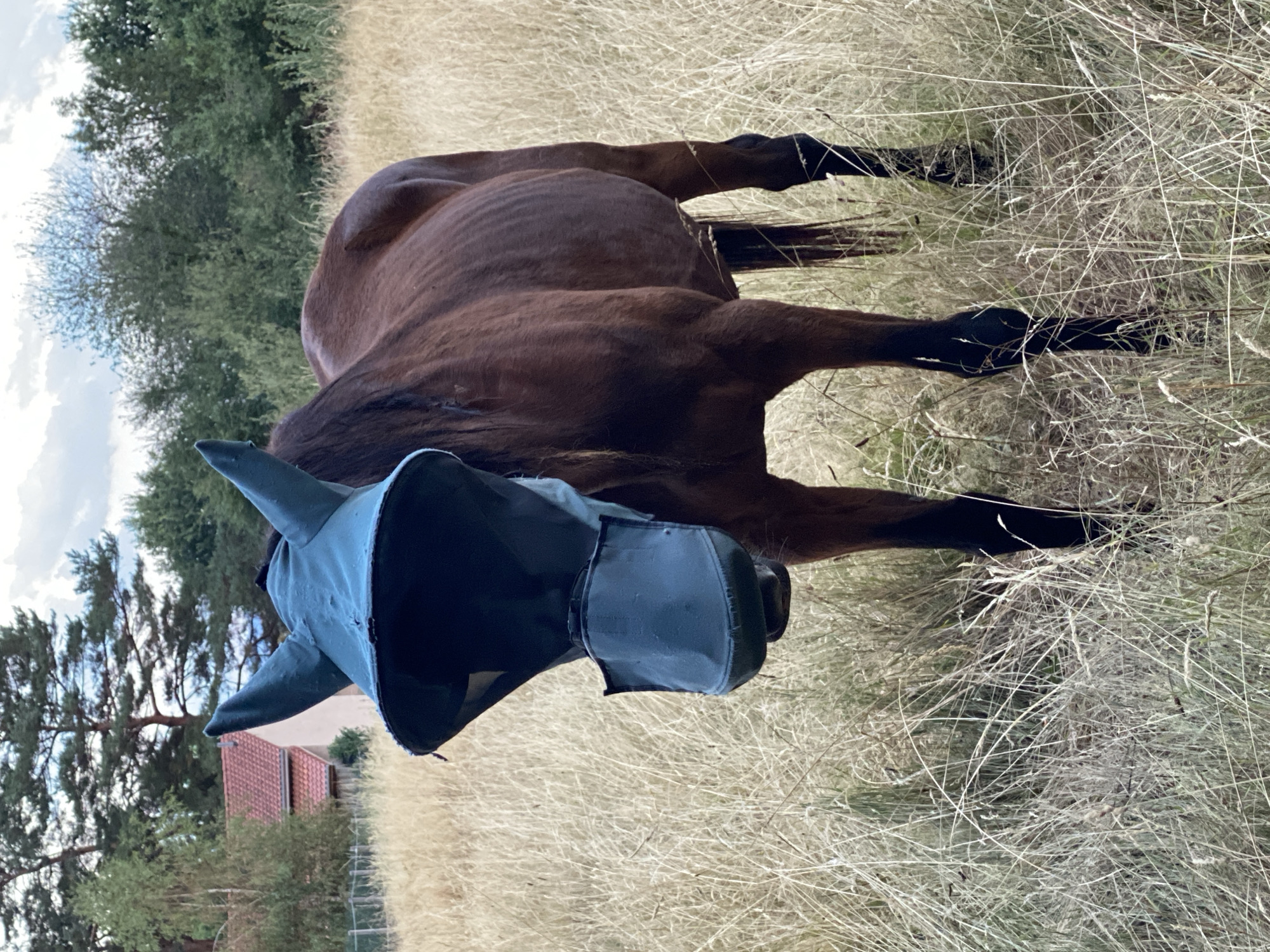 A brown horse wearing a fly mask stands in a dry, grassy field. The horse is facing the camera and its head is partially obscured by the mask. The background shows trees and a building with a red roof, suggesting a rural or suburban setting. The sky is partly cloudy. The location is specified as Courpière, France.