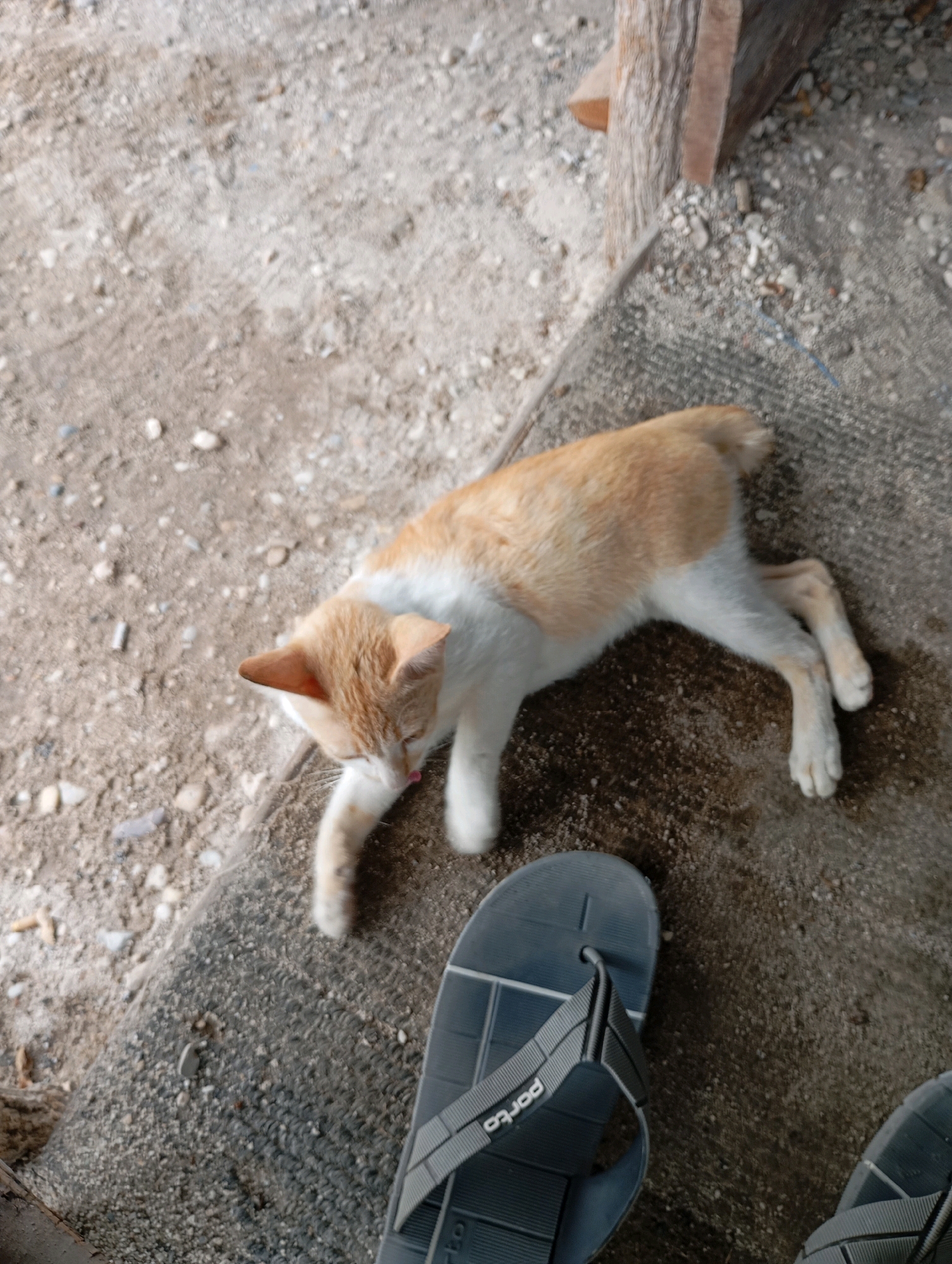 An orange and white cat lies on its side on a rough, grey surface, with its front paw extended. The cat is licking its paw, with its pink tongue visible. The ground around the cat is a mix of dirt and small stones. In the foreground, a dark blue flip-flop is visible, with the word "porto" printed on the strap. To the left of the cat, a wooden post stands upright. The scene appears to be outdoors in Tumbang Tariak, Indonesia.