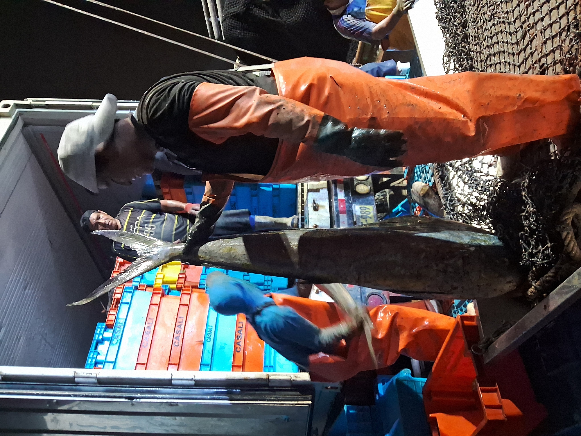 At night in the city of Chimbote, Peru, a group of fishermen are unloading a large fish from a boat into a cargo container. The fish, a large tuna, is being held by two men. One man, wearing a black shirt with yellow stripes and a black cap, is on the left. The other man, wearing an orange apron and a white hat, is on the right and is supporting the fish with a net. In the background, there are stacks of blue and orange plastic crates and a truck. The scene is illuminated by artificial lighting.