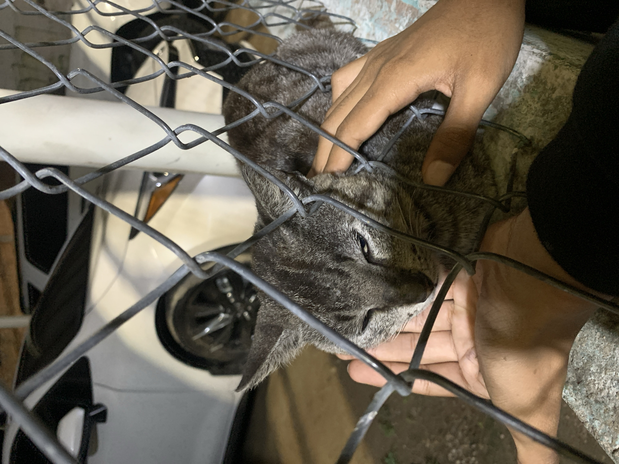 A medium shot depicts a gray tabby cat behind a wire fence, being petted by a person whose hands are visible. The cat's face is angled towards the right, with one eye visible. A hand reaches through the fence to touch the cat's head, while another hand is positioned near the cat's chin. Behind the fence and the cat, a white vehicle with visible tires is partially in view. The background is indistinct but appears to be an outdoor environment, possibly in the evening. There is no specific information to indicate the location is in Juan Griego, Venezuela.