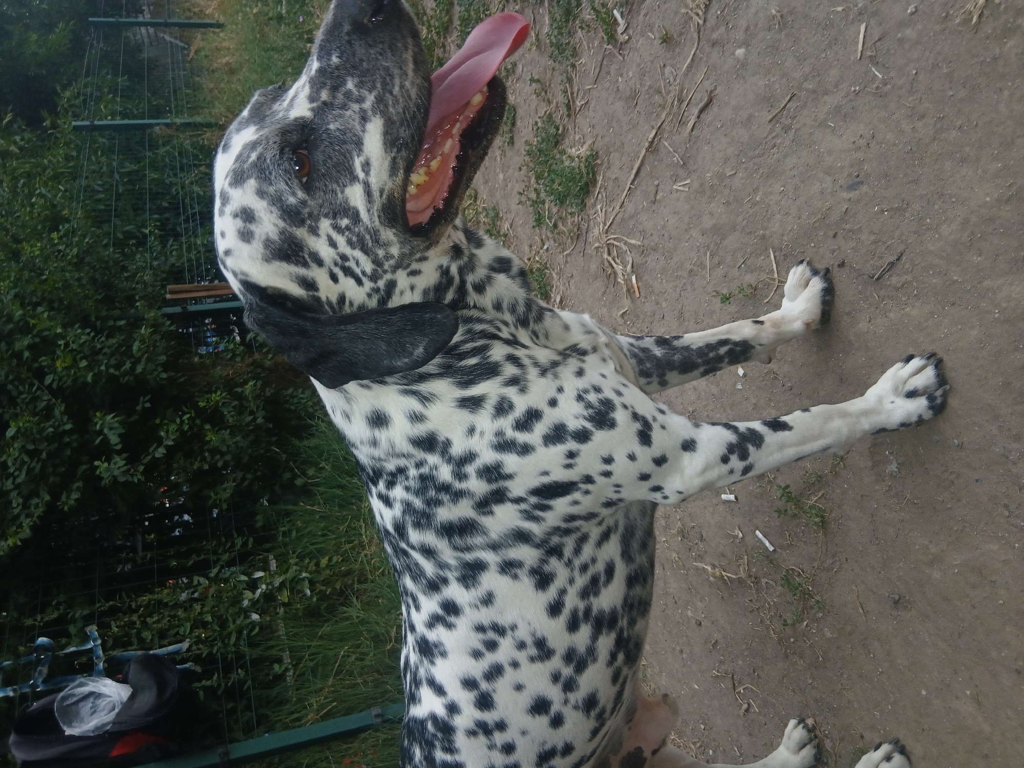 A medium-sized dog with a black and white spotted coat is standing in a dirt area with some sparse vegetation. The dog is panting with its tongue hanging out and its mouth open, revealing its teeth and pink gums. The dog's eyes are brown, and its ears are black. In the background, there is a green fence and dense green foliage. The ground is covered in dirt, small rocks, and dried plant matter. There are also a couple of cigarette butts on the ground near the dog's legs. The lighting suggests it is daytime. The location is not specified within the image itself.
