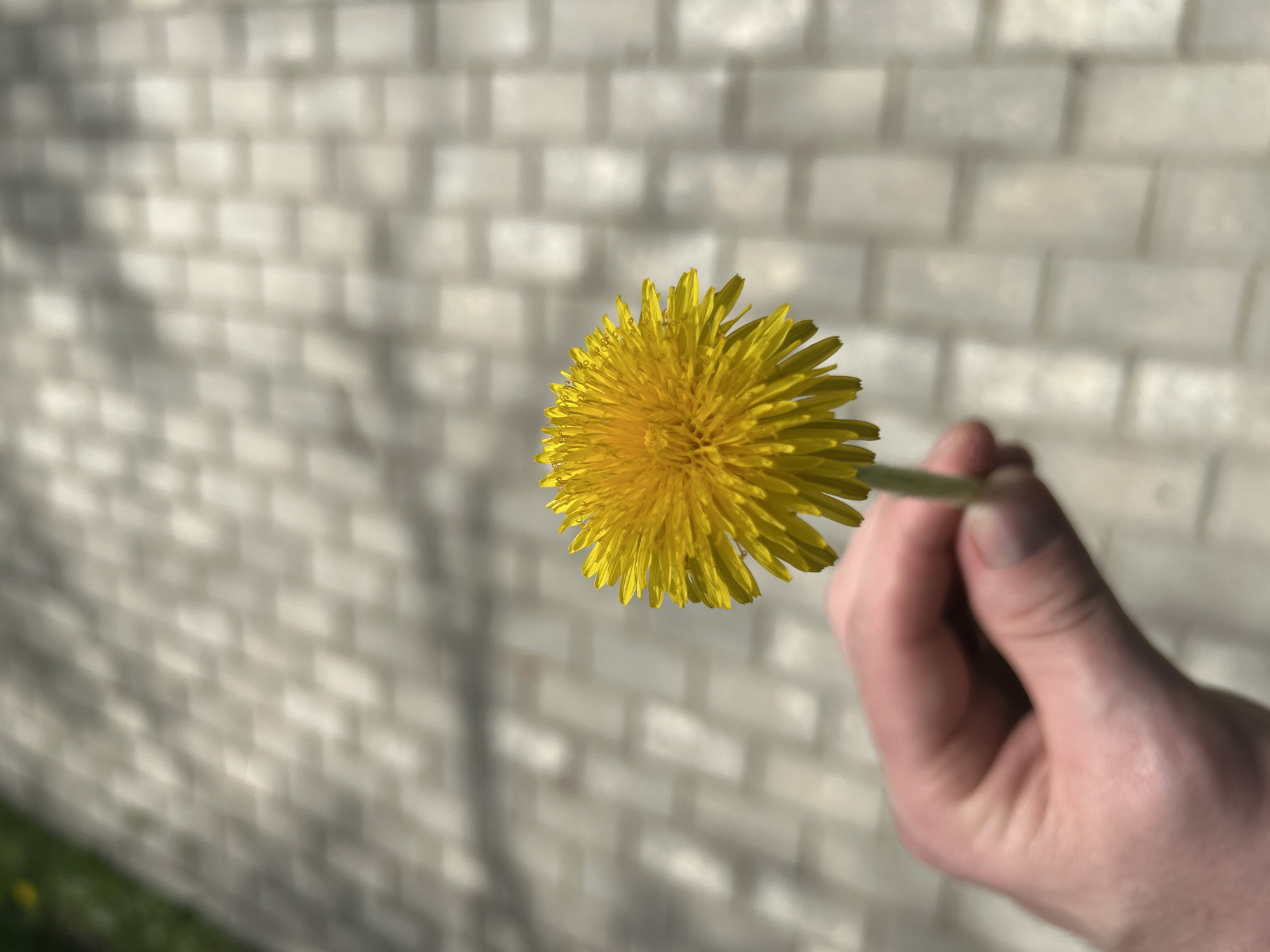A person holds a dandelion in their hand. The background is a pale brick wall. The location is not discernible from the image, therefore it is not possible to determine if the location is Votkinsk, Russia.