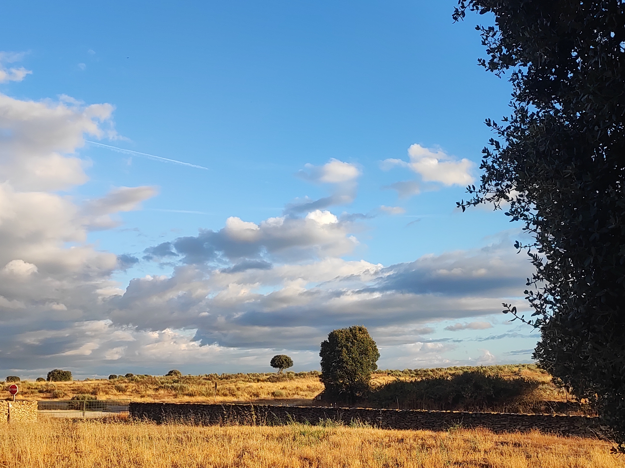 The image captures a wide shot of a rural landscape in Sobradillo, Spain, under a partly cloudy blue sky. In the foreground, dry, golden grass fills the lower portion of the frame. A low, dark stone wall runs horizontally across the mid-ground, punctuated by a rustic stone structure on the left with a red stop sign attached. Beyond the wall, the land rises into a rolling hill covered in dry vegetation. Several scattered trees dot the landscape, with a larger, bushy tree prominently featured in the mid-ground to the right of center. In the far distance, more trees and undulating terrain are visible. The upper part of the image is dominated by the sky, featuring scattered white and gray clouds, with a faint white contrail from an aircraft stretching across the blue expanse. The overall impression is one of a dry, open countryside bathed in natural light.