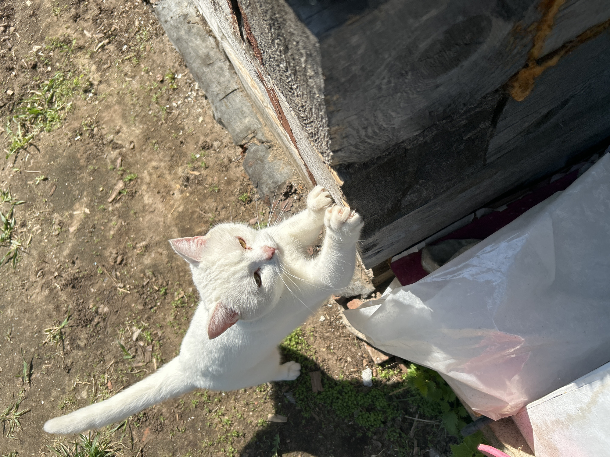 A high-angle view captures a white cat scratching at a weathered wooden structure. The cat, positioned in the center of the frame, is fully extended with its paws gripping the wood. The wooden structure appears to be part of a building or enclosure. The ground surrounding the cat is dirt with sparse vegetation. A partially visible white plastic bag sits in the background, along with some other items. The image was taken during daylight. The location is Chaikovsky, Russia.