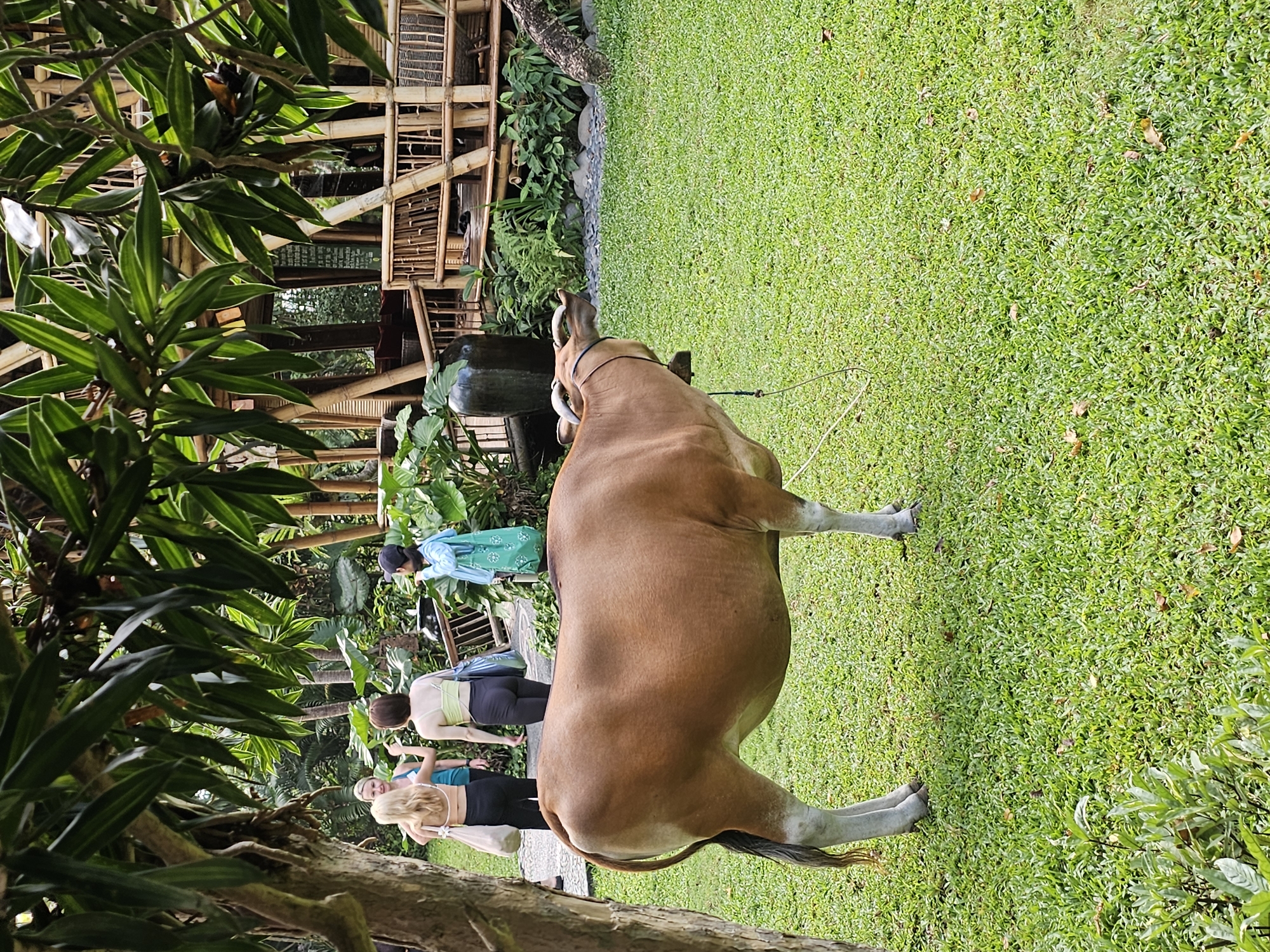 The scene captures a group of people near a tethered bull, likely photographed in Denpasar, Indonesia. The setting features a bamboo structure, lush greenery, and meticulously maintained grass.
A woman wearing a blue outfit with green accents stands close to the bamboo structure, near what appears to be a water feature. Three additional women are visible; one wears a black top and black pants, another wears a light-colored top with black pants, and the third wears a turquoise top and black pants. They are all near the bull.
The tethered bull is the central figure, showcasing its tawny coat and substantial build. A tether is attached to its head, indicating that it is secured in place. The bull stands on a meticulously maintained lawn, adding to the impression of a controlled environment.
The bamboo structure, combined with the lush foliage, indicates a tropical or semi-tropical setting.