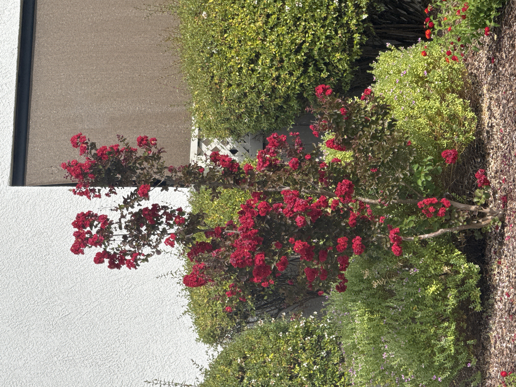 A medium shot captures a vibrant red crape myrtle tree as the central subject, situated in a landscaped area. The tree, adorned with numerous clusters of bright red flowers and dark red foliage, stands prominently in the foreground. Surrounding the crape myrtle are various green shrubs and smaller flowering plants, some with small purple and white blooms. The ground is covered with wood chip mulch, and a few fallen red flower petals are scattered across it. In the background, a textured white wall of a building is visible on the left, and a section of a brown, textured panel or wall is on the right, separated by a white lattice fence. The scene appears to be an outdoor garden or park setting, possibly a residential or commercial area in Roseville, United States of America, bathed in natural sunlight.