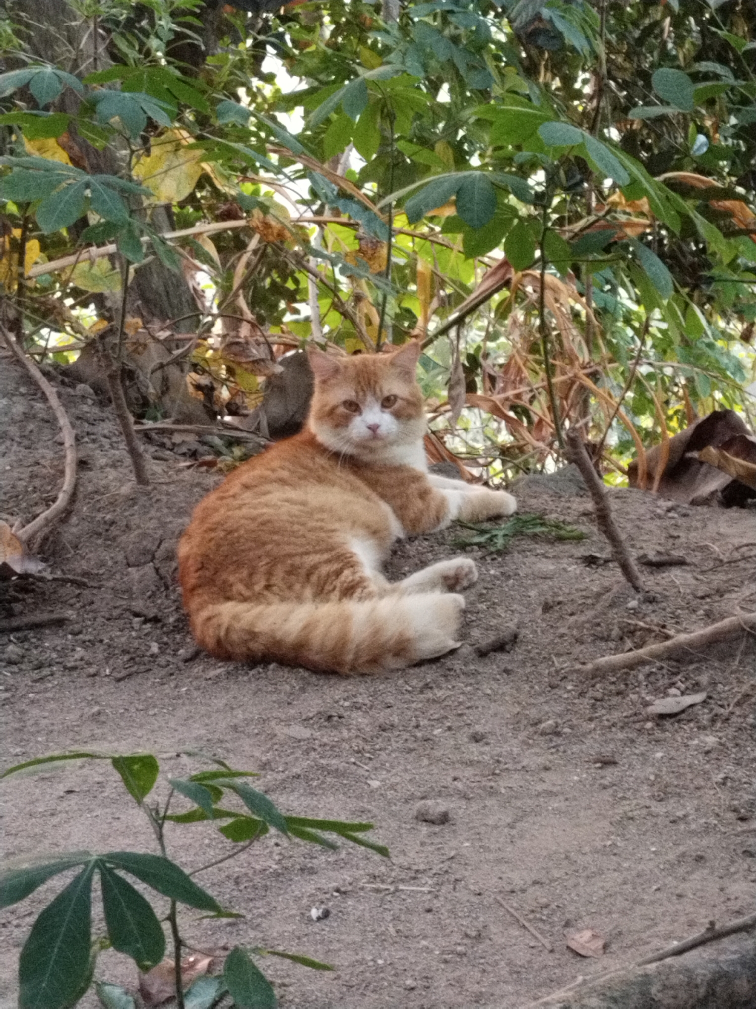 An orange and white cat is lying on a patch of dirt under some trees. The cat is facing towards the camera and looking at the viewer. It has green eyes and is its fur is a mix of orange and white. The cat is in the middle of the image. The background of the image is filled with green leaves and brown branches. There is also some dry leaves and twigs on the ground.